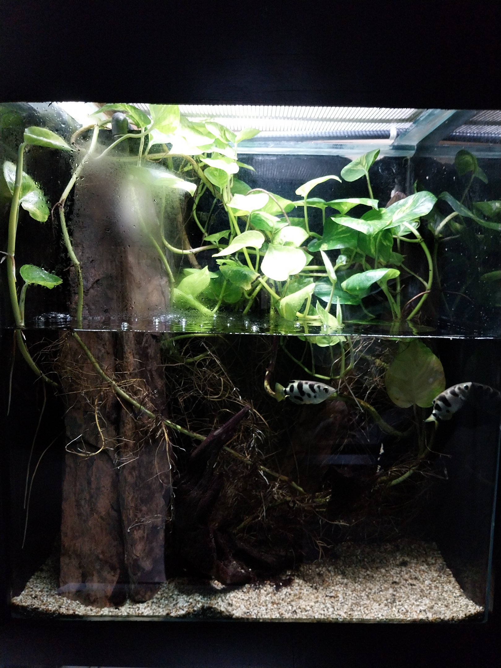 Musée d'histoire naturelle et Vivarium Tournai - Aquarium - Banded Archerfish (Toxotes jaculatrix) and Eyespot Puffer (Dichotomyctere ocellatus)