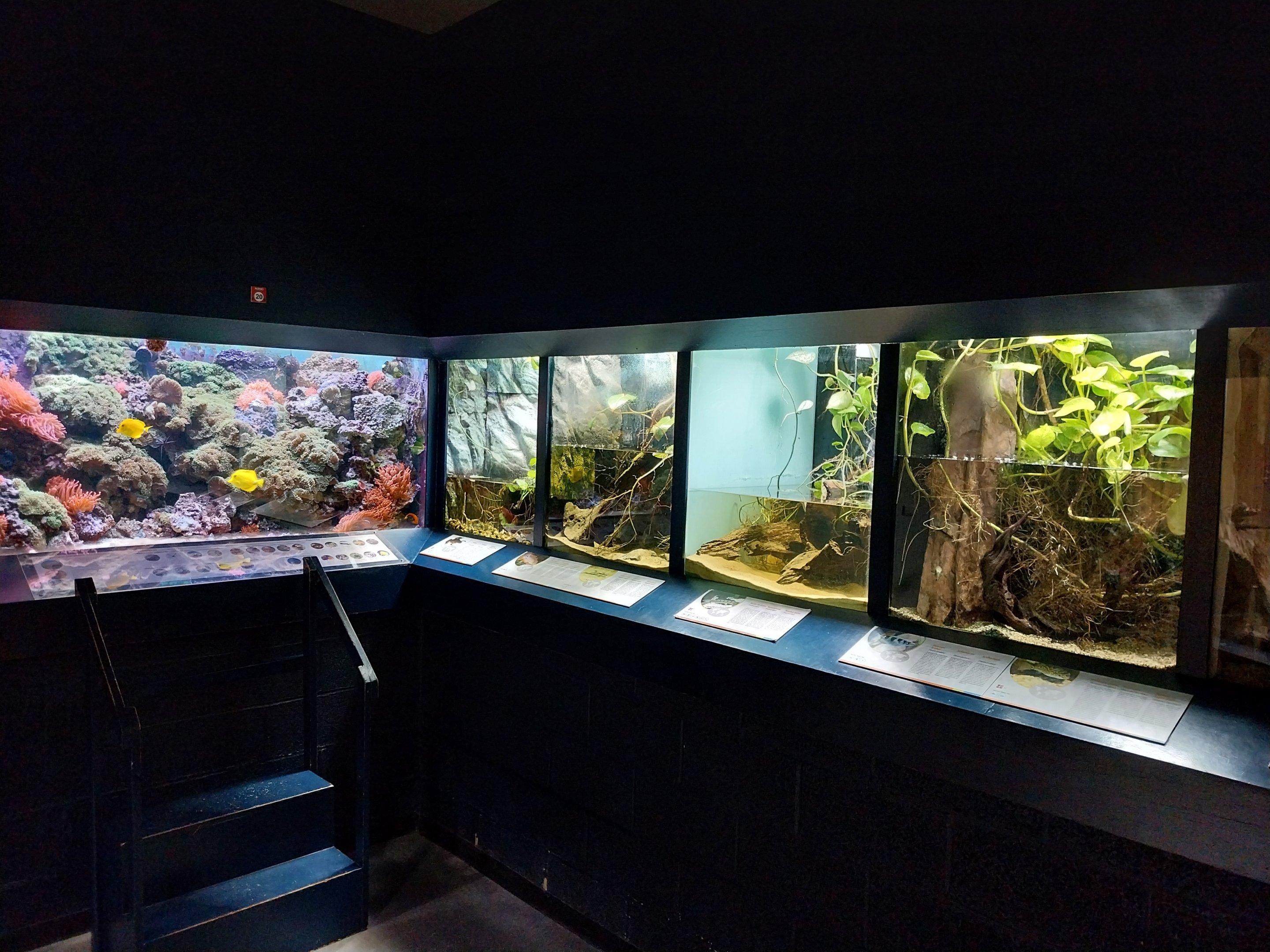 Musée d'histoire naturelle et Vivarium Tournai - Aquarium