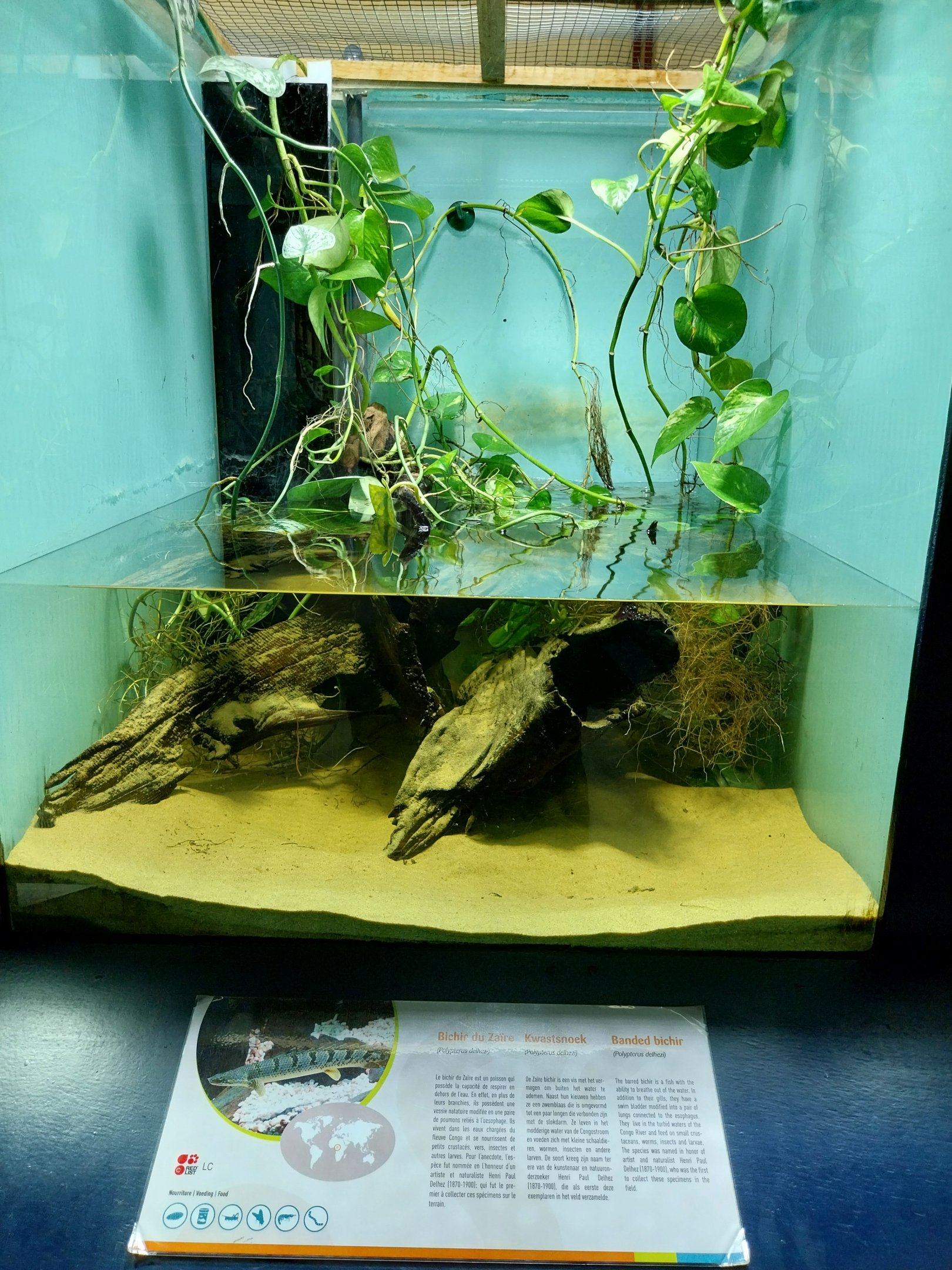 Musée d'histoire naturelle et Vivarium Tournai - Arnoured Bichir (Polypterus delhezi)