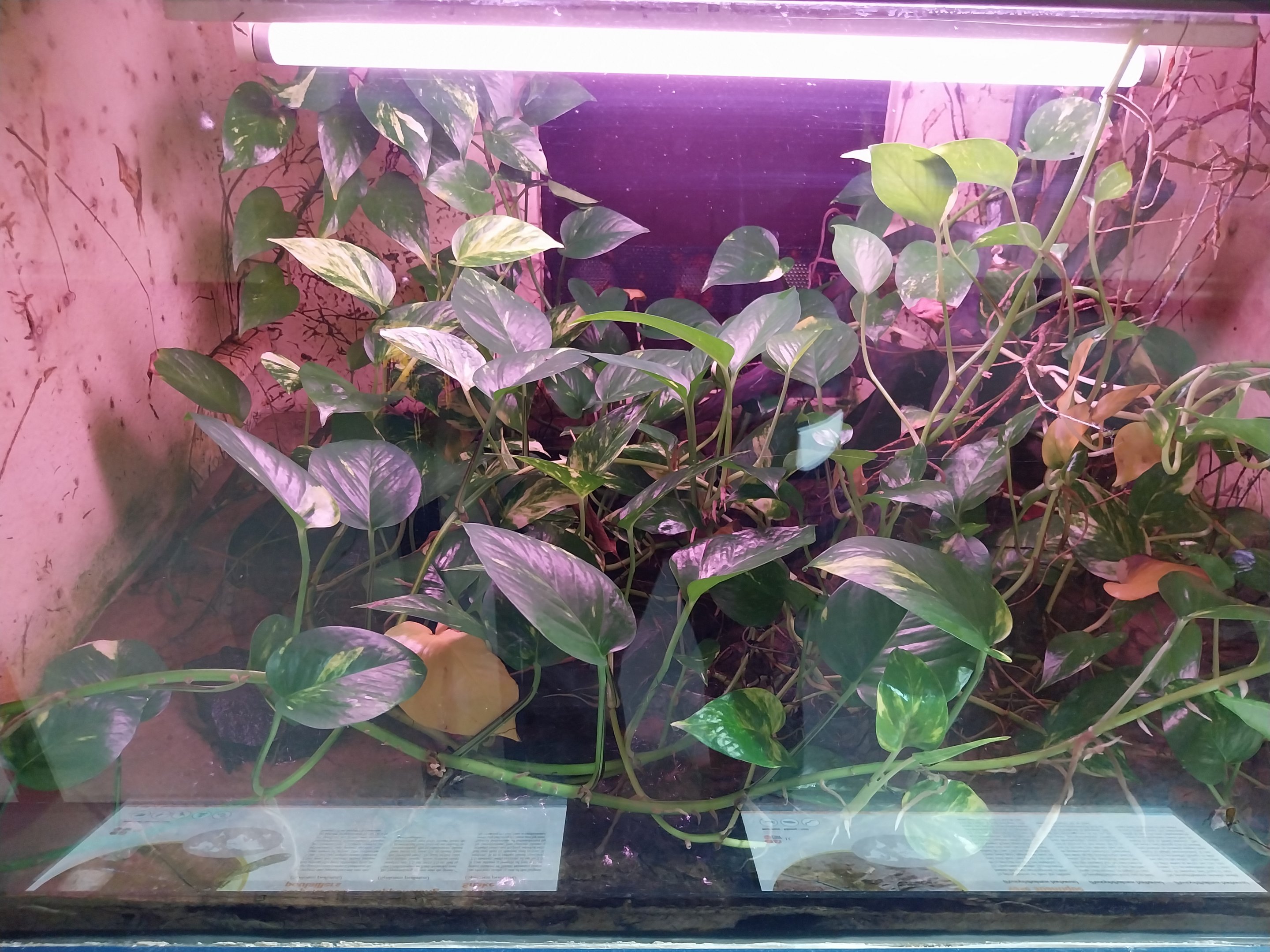 Musée d'histoire naturelle et Vivarium Tournai - Atlantic Mudskipper (Penophthalmus barbarus)