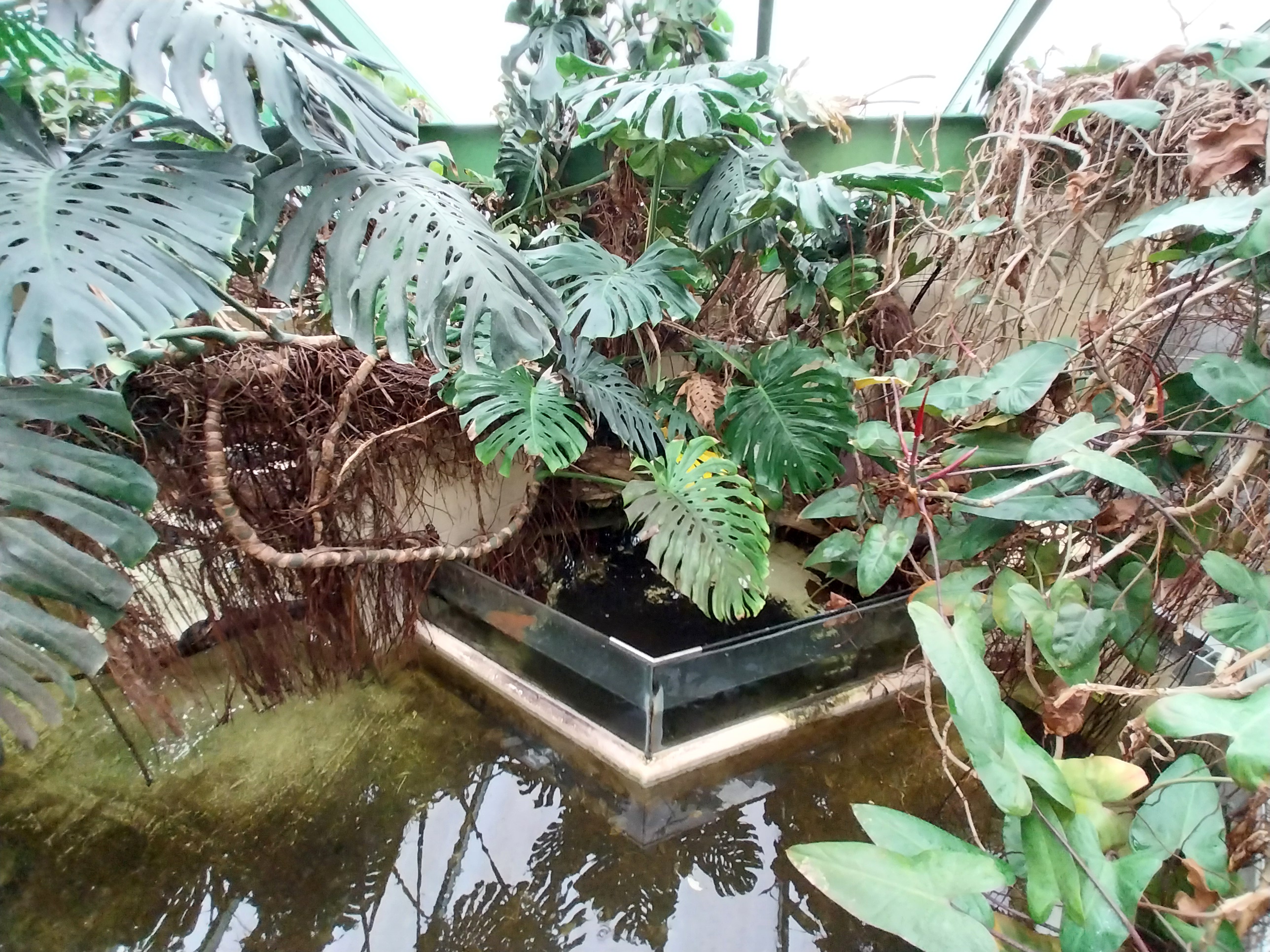 Musée d'histoire naturelle et Vivarium Tournai - Chinese Alligator (Alligator sinensis) and Alligator Snapping Turtle (M. temmincki)
