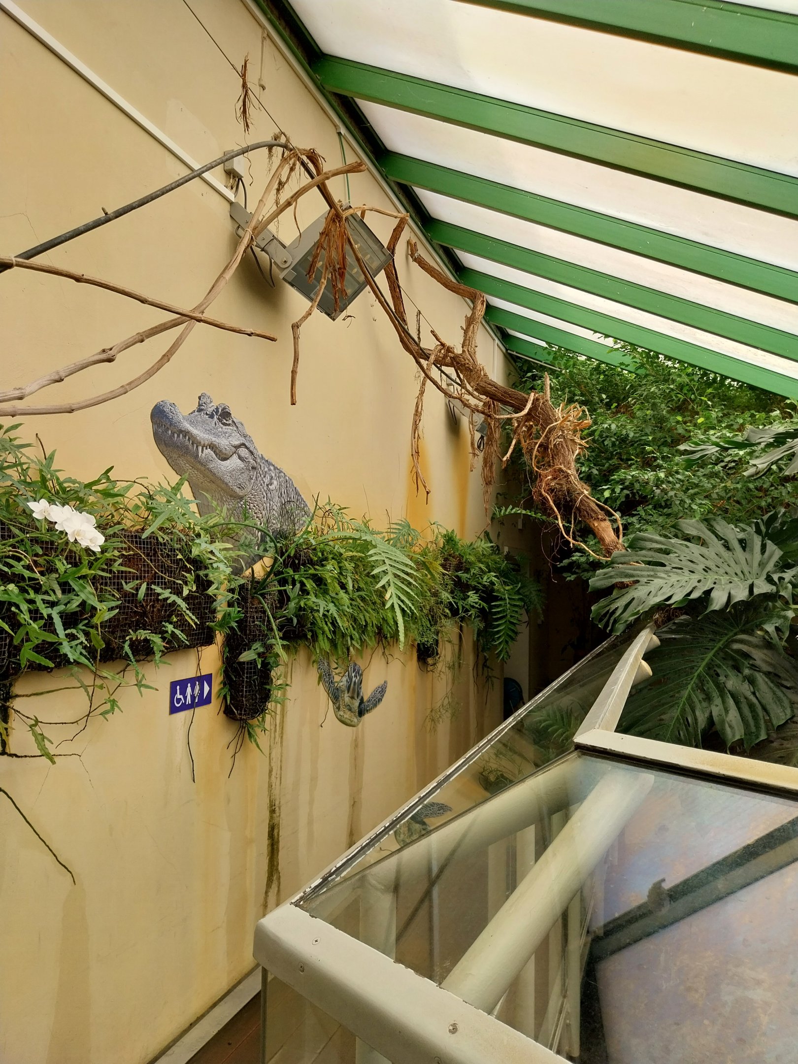 Musée d'histoire naturelle et Vivarium Tournai - Chinese Alligator (Alligator sinensis)