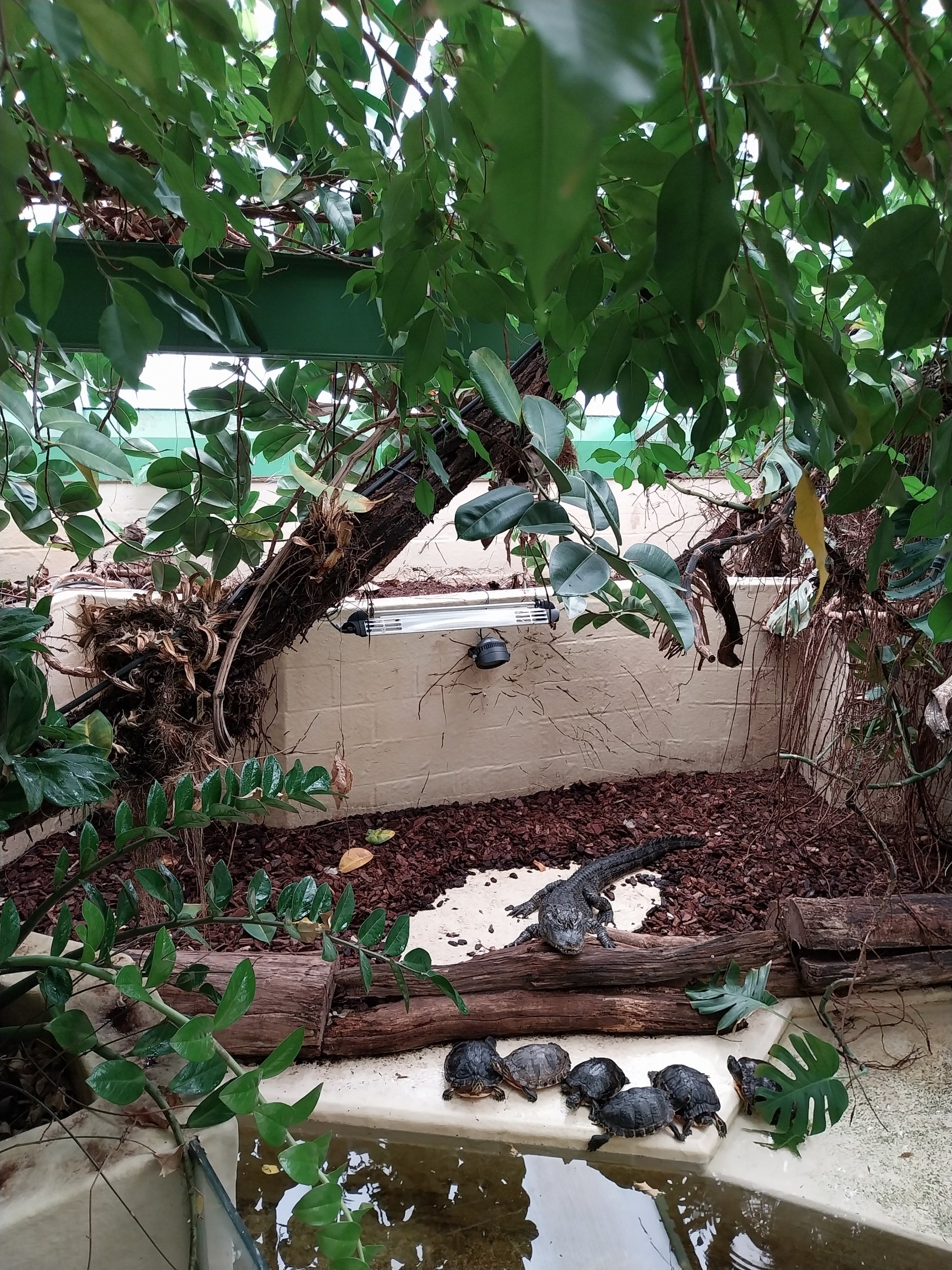 Musée d'histoire naturelle et Vivarium Tournai - Chinese Alligator (Alligator sinensis)