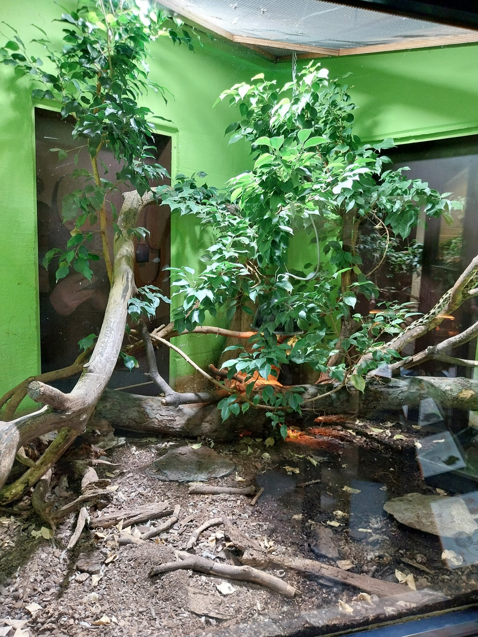 Musée d'histoire naturelle et Vivarium Tournai - Chinese Beauty Ratsnake (Elaphe taeniura taeniura)