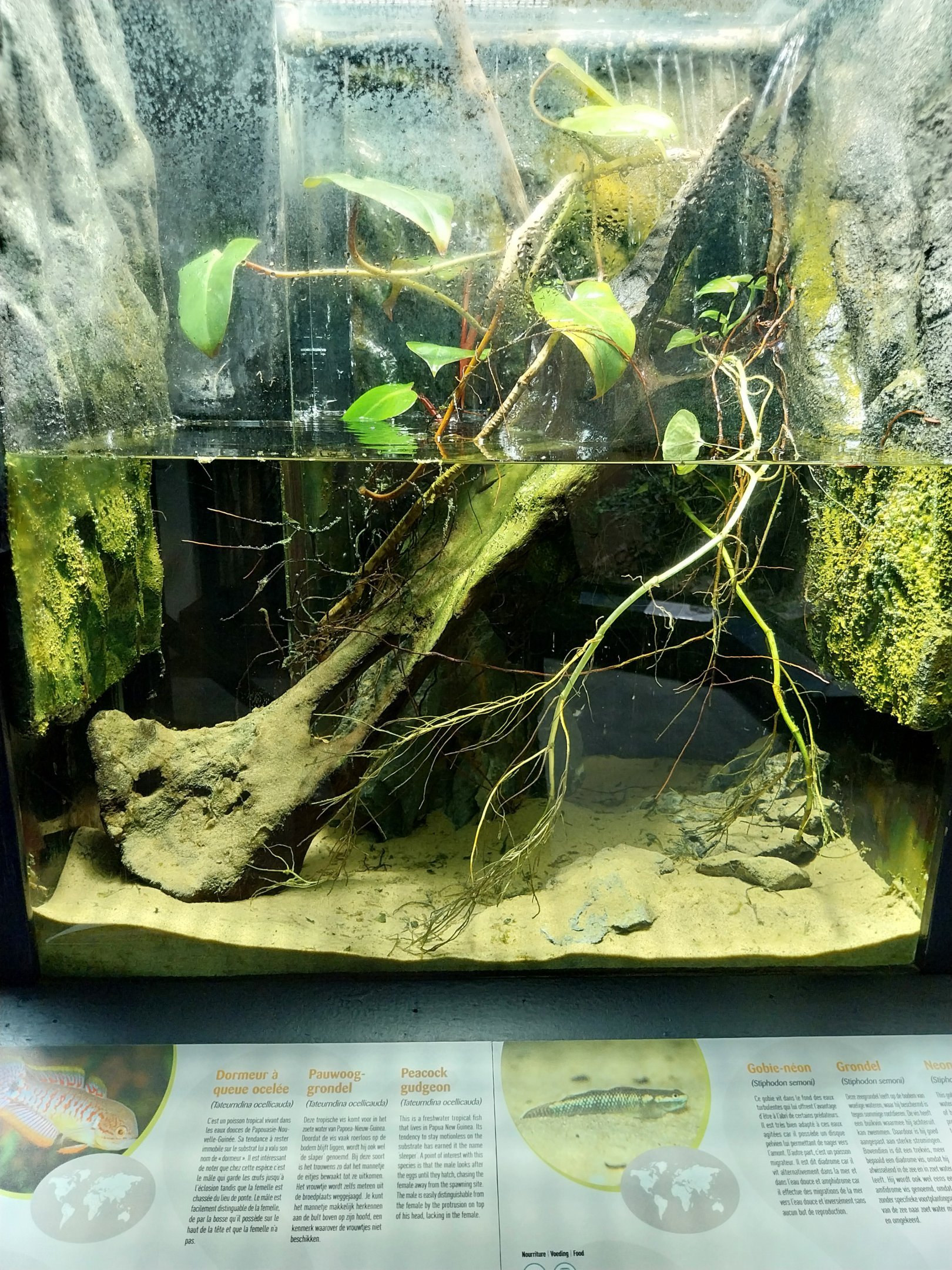 Musée d'histoire naturelle et Vivarium Tournai - Cobalt Blue Goby (Stiphodon semoni) and Peacock Gudgeon (Tateumdima ocellicauda)