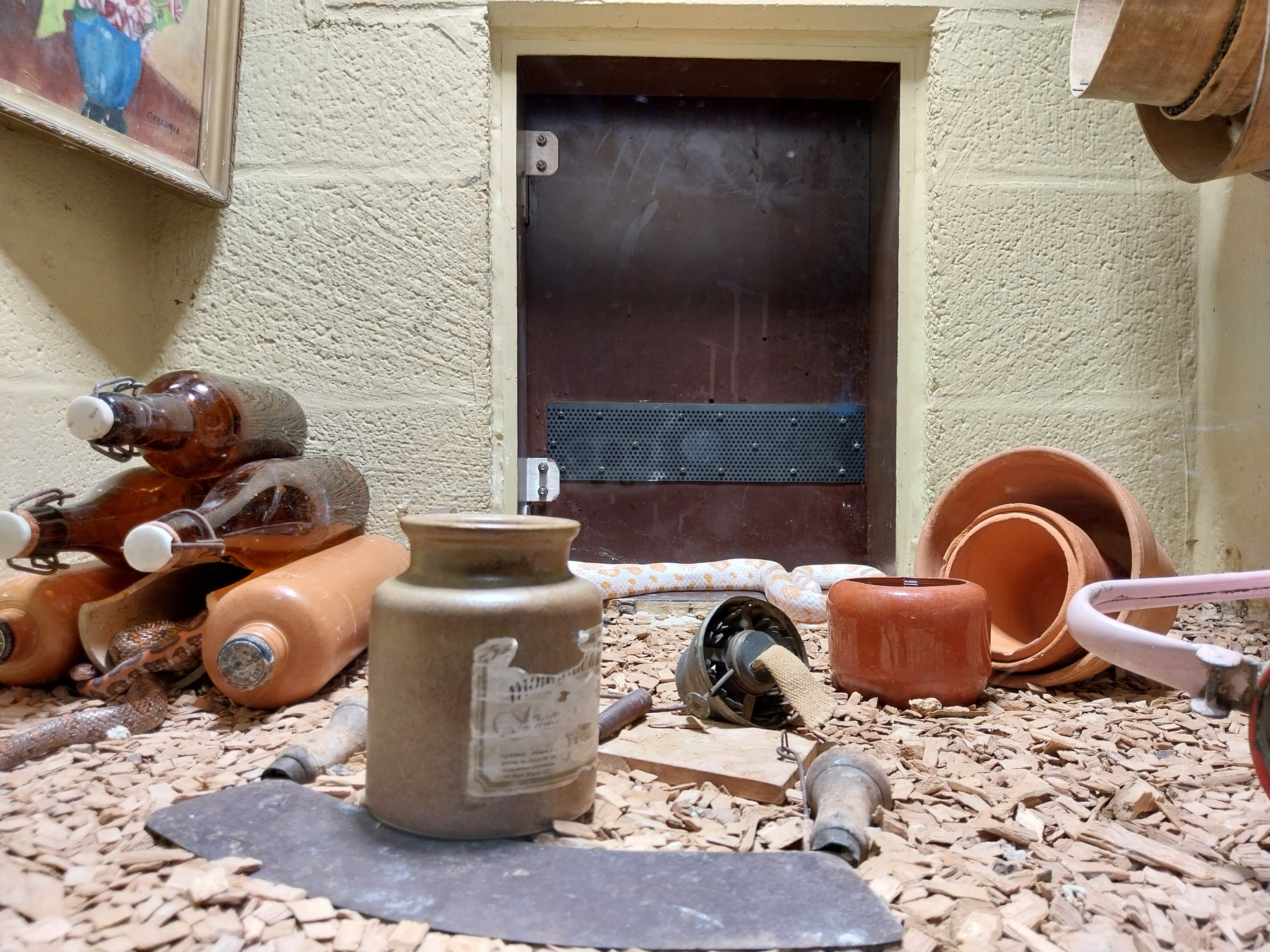 Musée d'histoire naturelle et Vivarium Tournai - Corn Snake (Pantherophis guttatus)