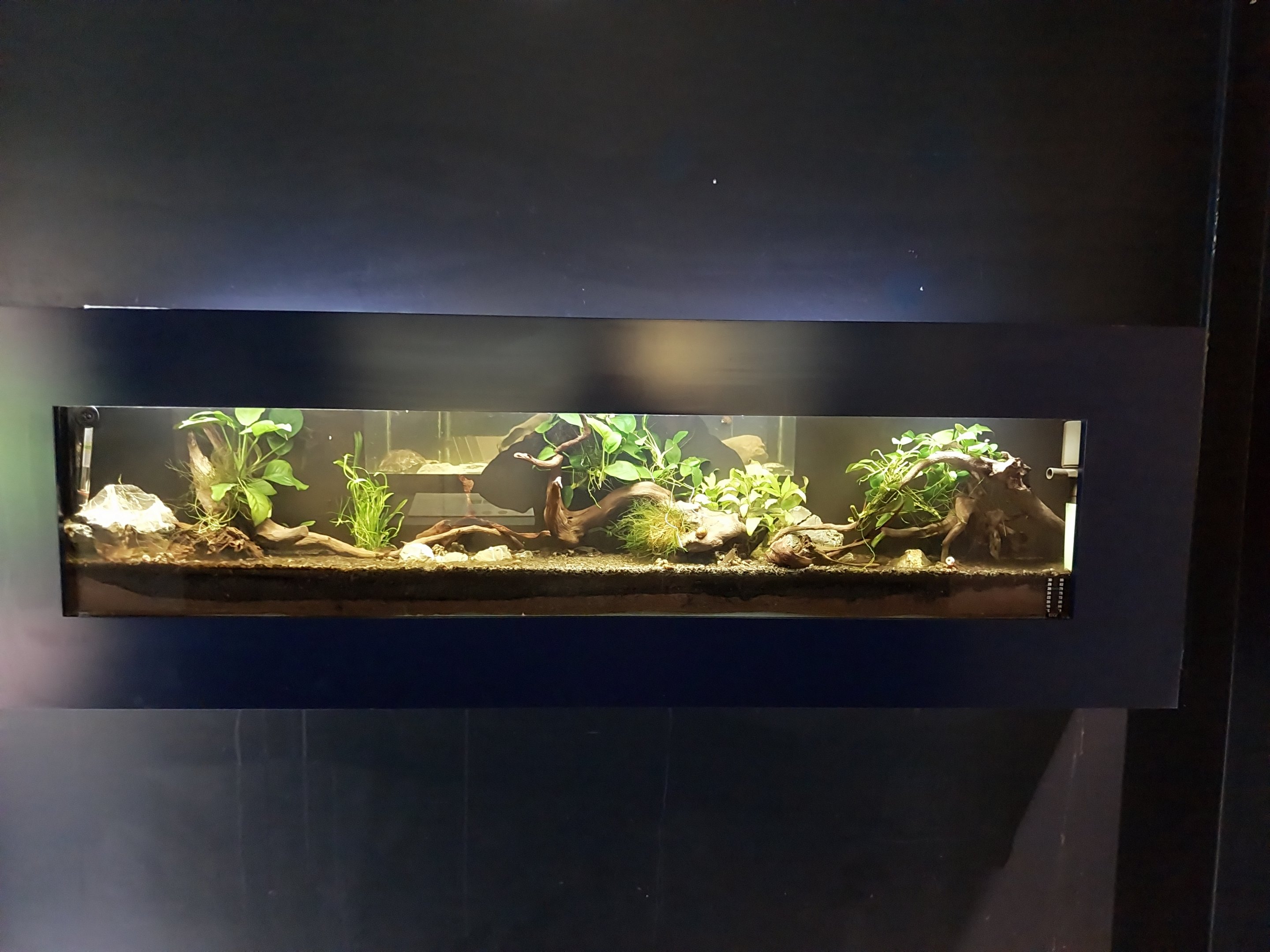 Musée d'histoire naturelle et Vivarium Tournai - Dwarf Rasbora (Boraras maculatus)