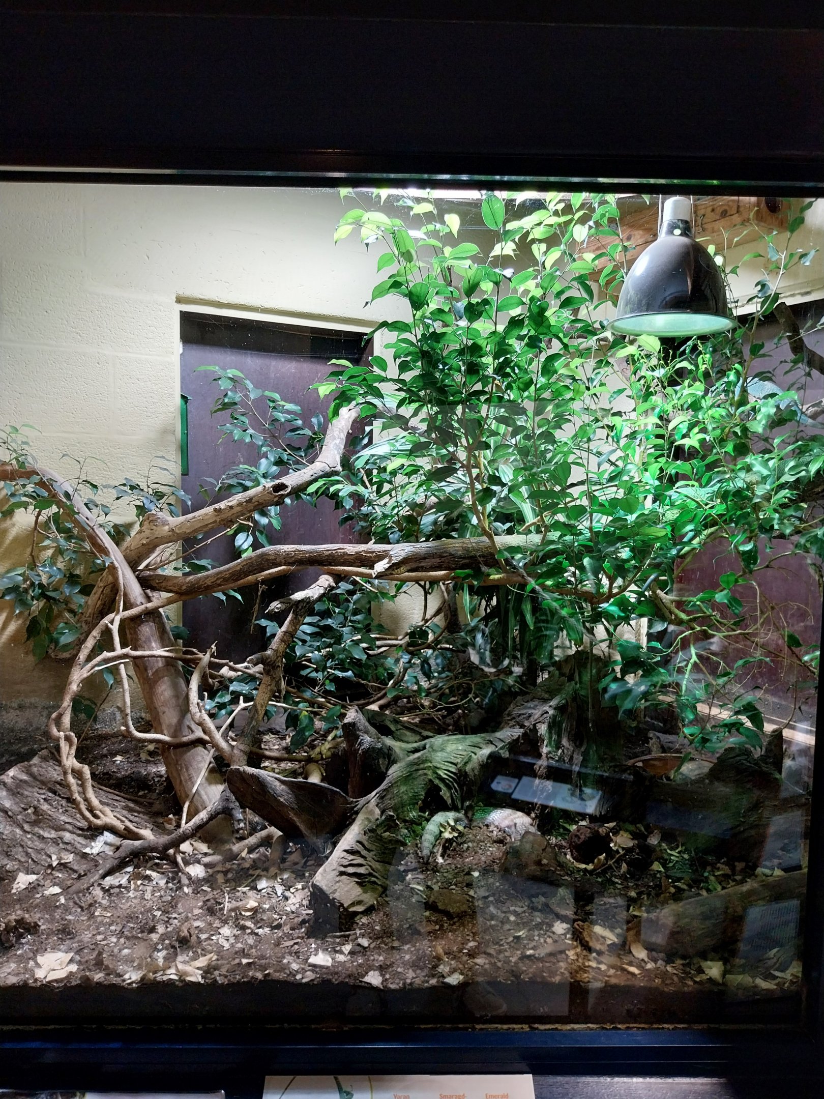 Musée d'histoire naturelle et Vivarium Tournai - Emerald Tree Monitor, Blue-tongued Skink and turtle