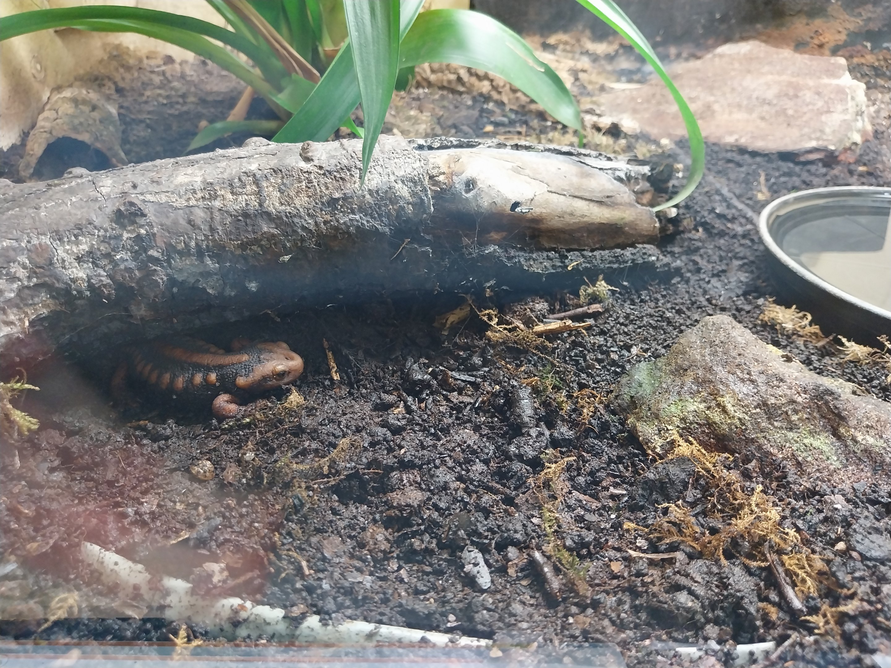 Musée d'histoire naturelle et Vivarium Tournai - Emperor Newt (Tylototriton shanjing)