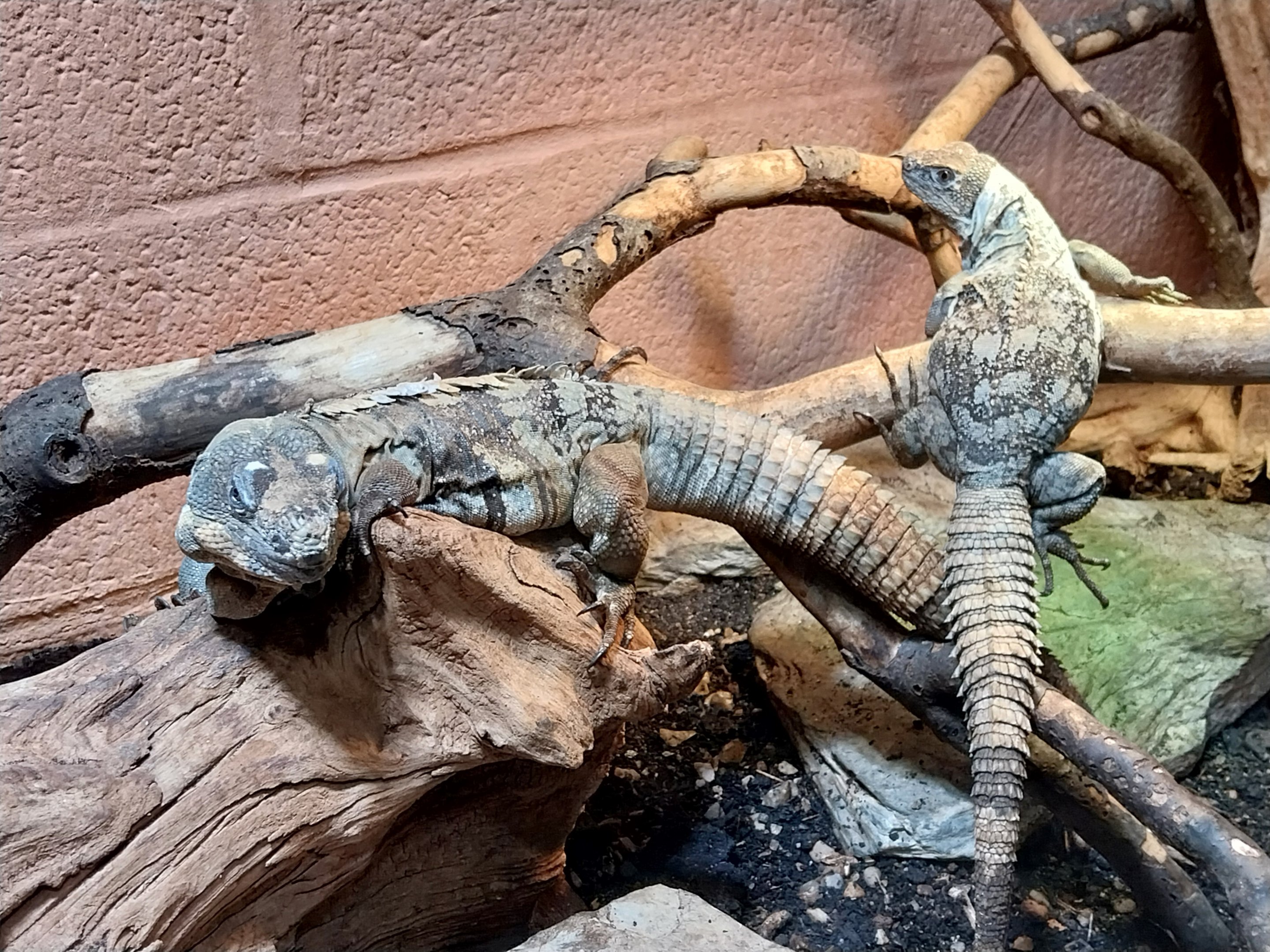 Musée d'histoire naturelle et Vivarium Tournai - Guatamalan Spiny-tailed Iguana (Ctenosaura palearis)