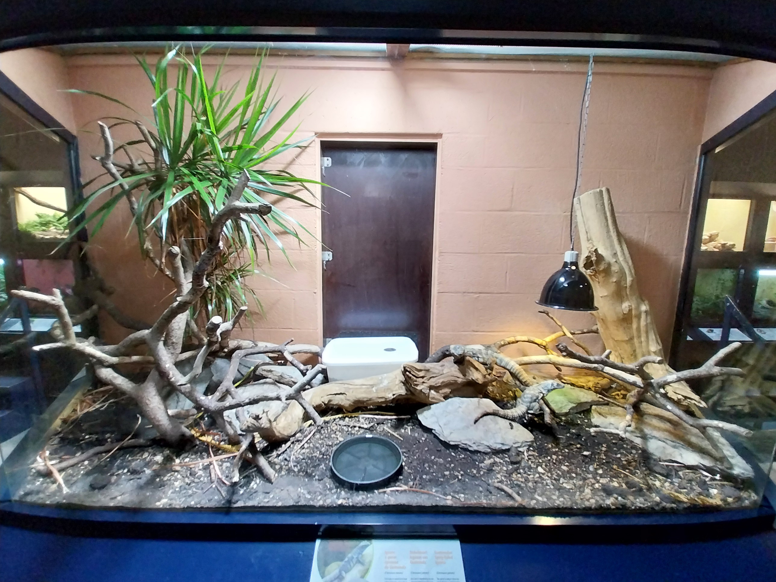 Musée d'histoire naturelle et Vivarium Tournai - Guatemalan Spiny-tailed Iguana (Ctenosaura palearis)