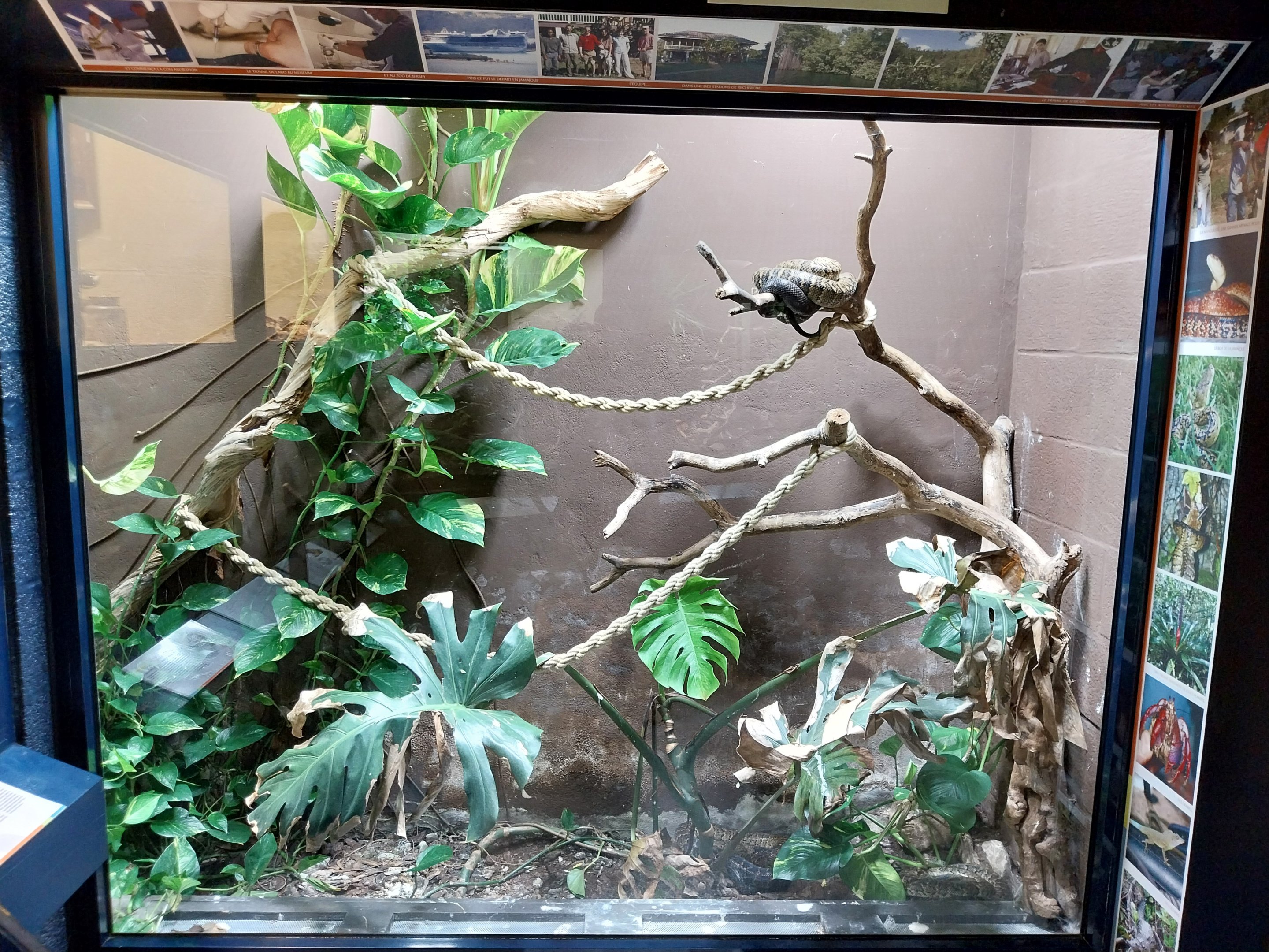 Musée d'histoire naturelle et Vivarium Tournai - Jamaican Boa (Chilabothrus subflavus)