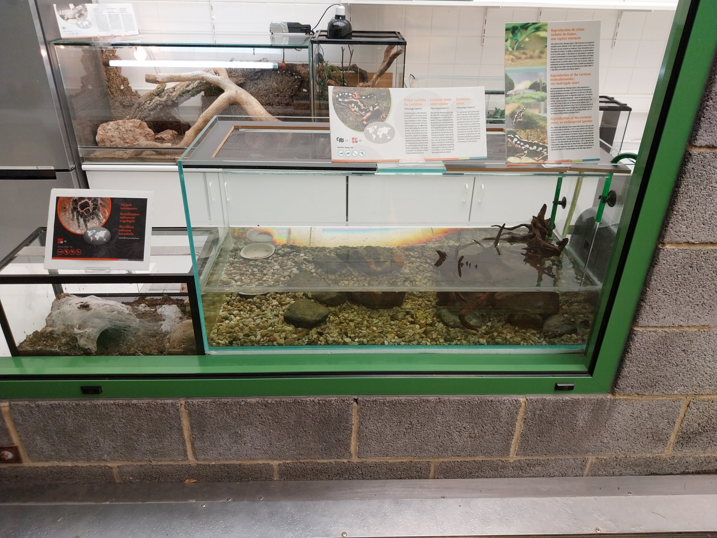Musée d'histoire naturelle et Vivarium Tournai - Kaiser's Spotted Newt (Neurergus kaiseri)
