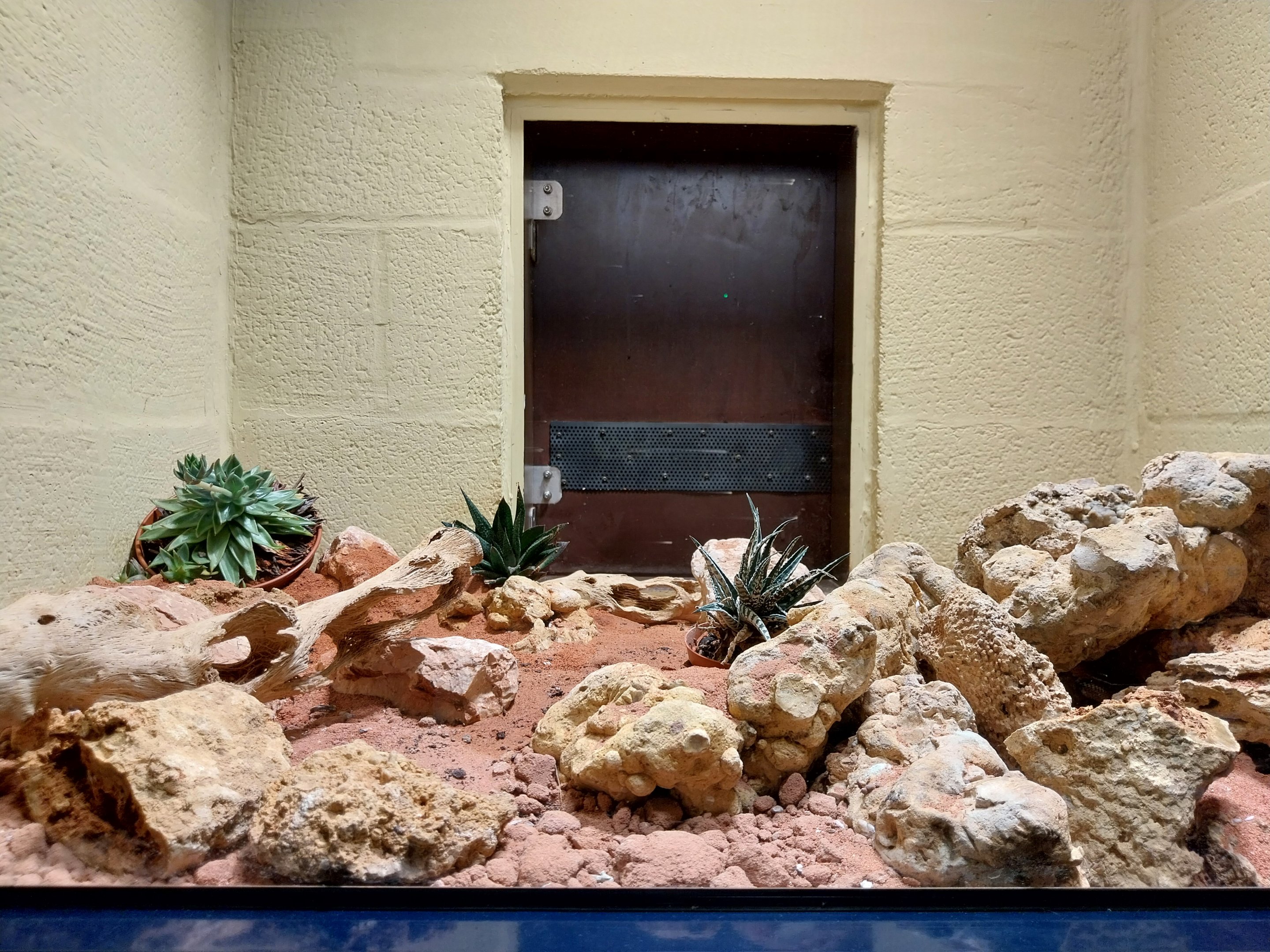 Musée d'histoire naturelle et Vivarium Tournai - King Rat Snake (Elaphe carinata)