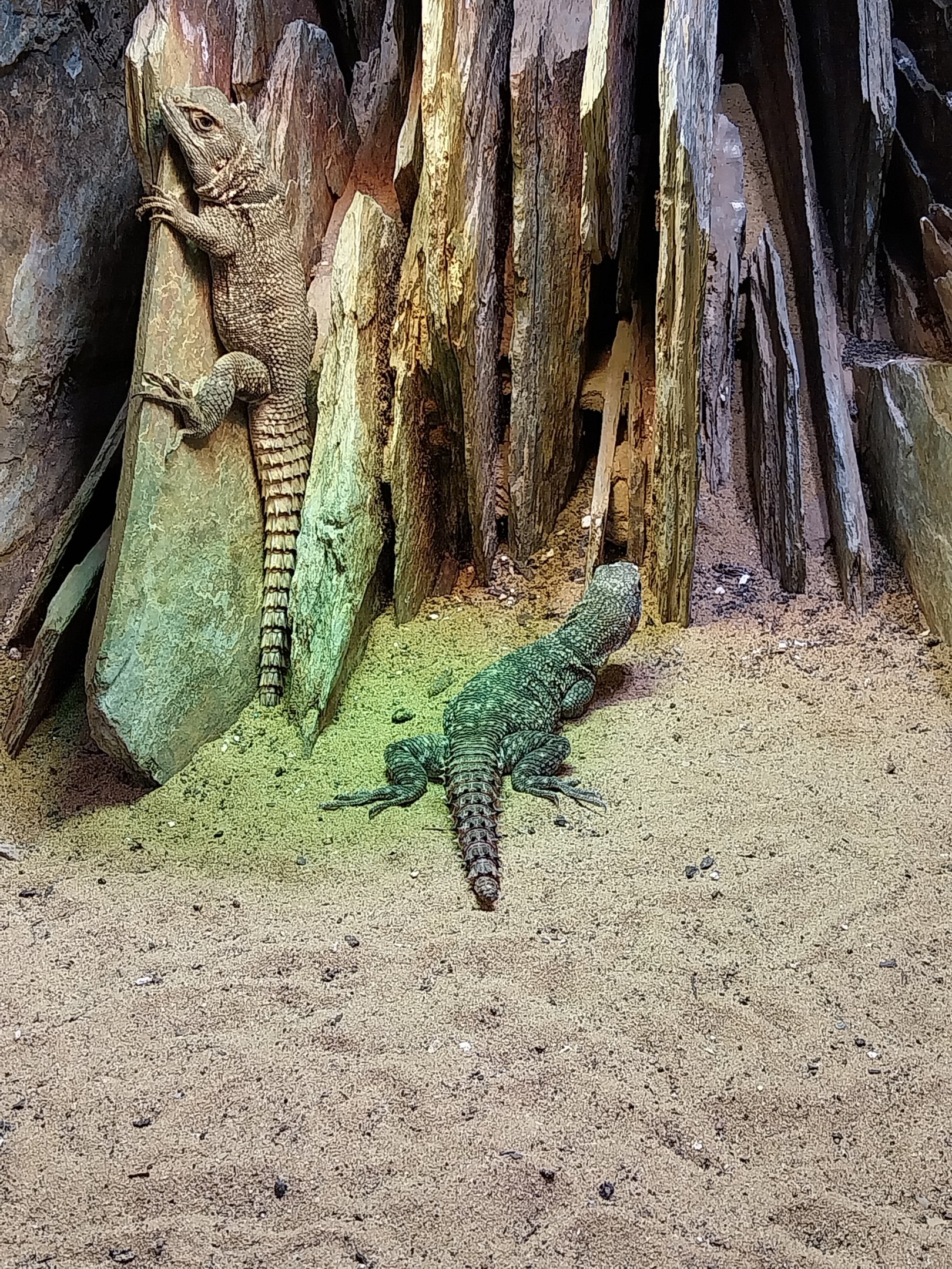 Musée d'histoire naturelle et Vivarium Tournai - Madagascar terrarium - Cuvier's Madagascar Swift (Oplurus cuvieri)