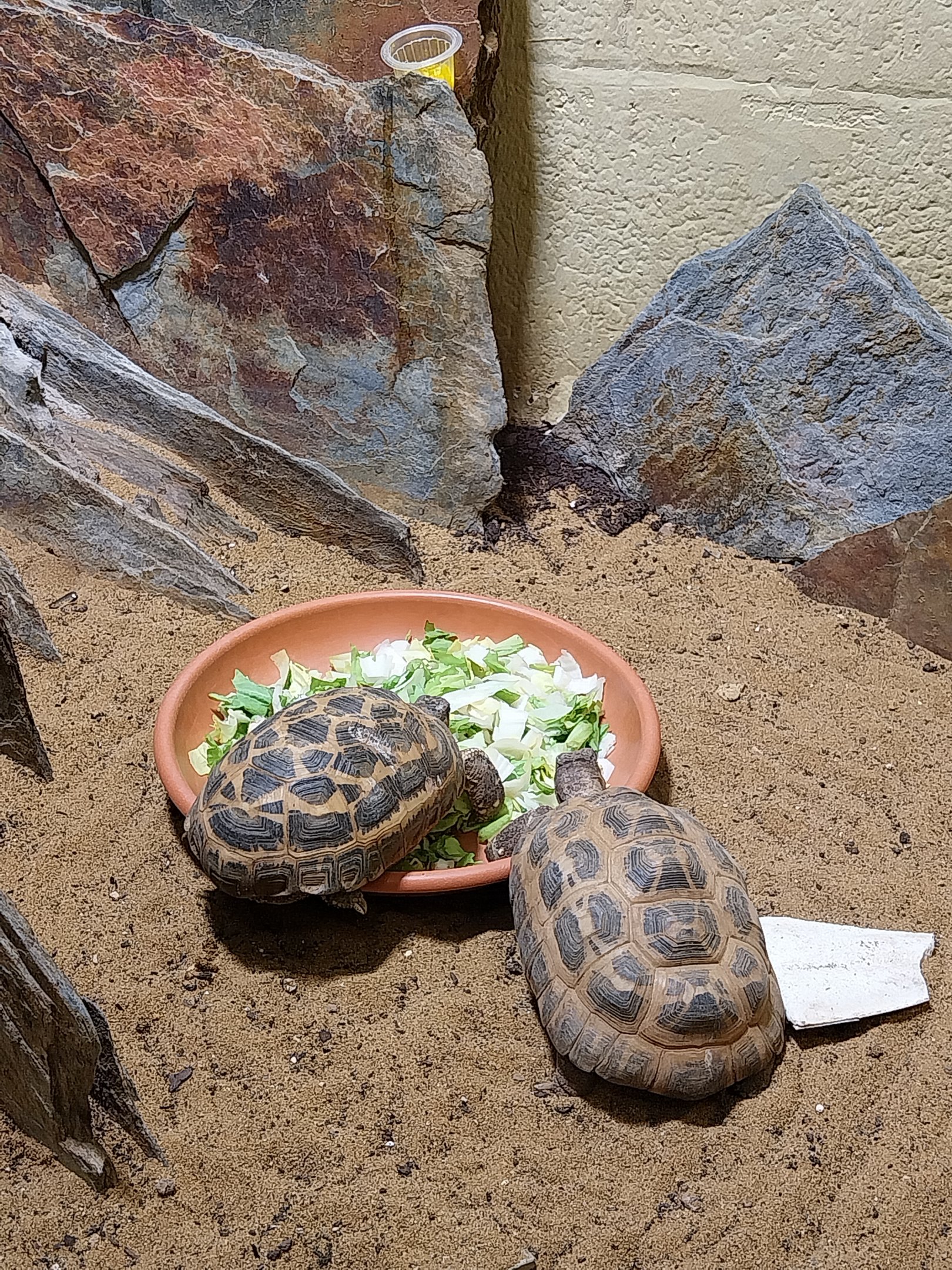Musée d'histoire naturelle et Vivarium Tournai - Madagascar terrarium - Spider Tortoise (Pyxis arachnoides)