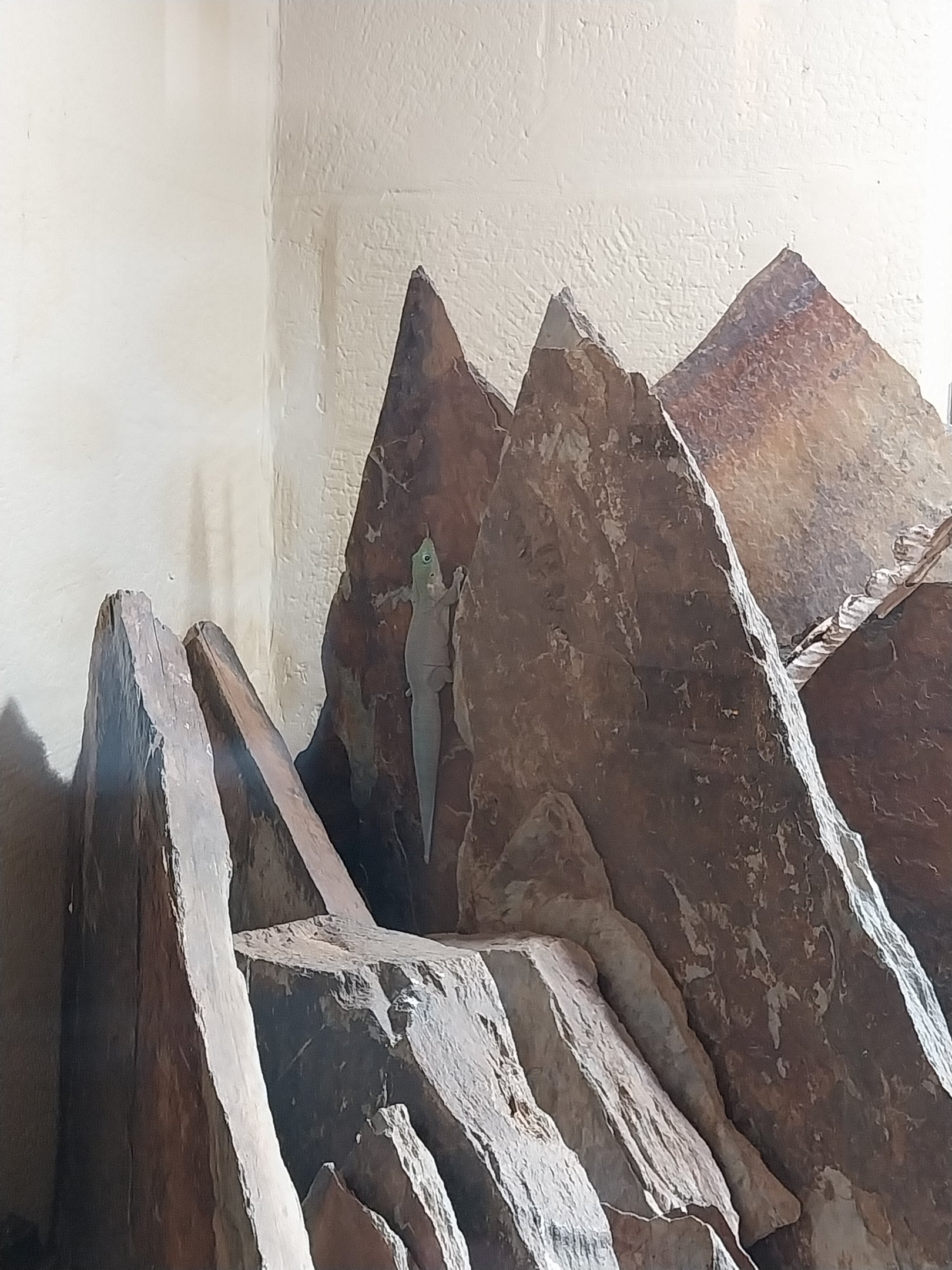 Musée d'histoire naturelle et Vivarium Tournai - Madagascar terrarium - Standing's Day Gecko (Phelsuma standingi)