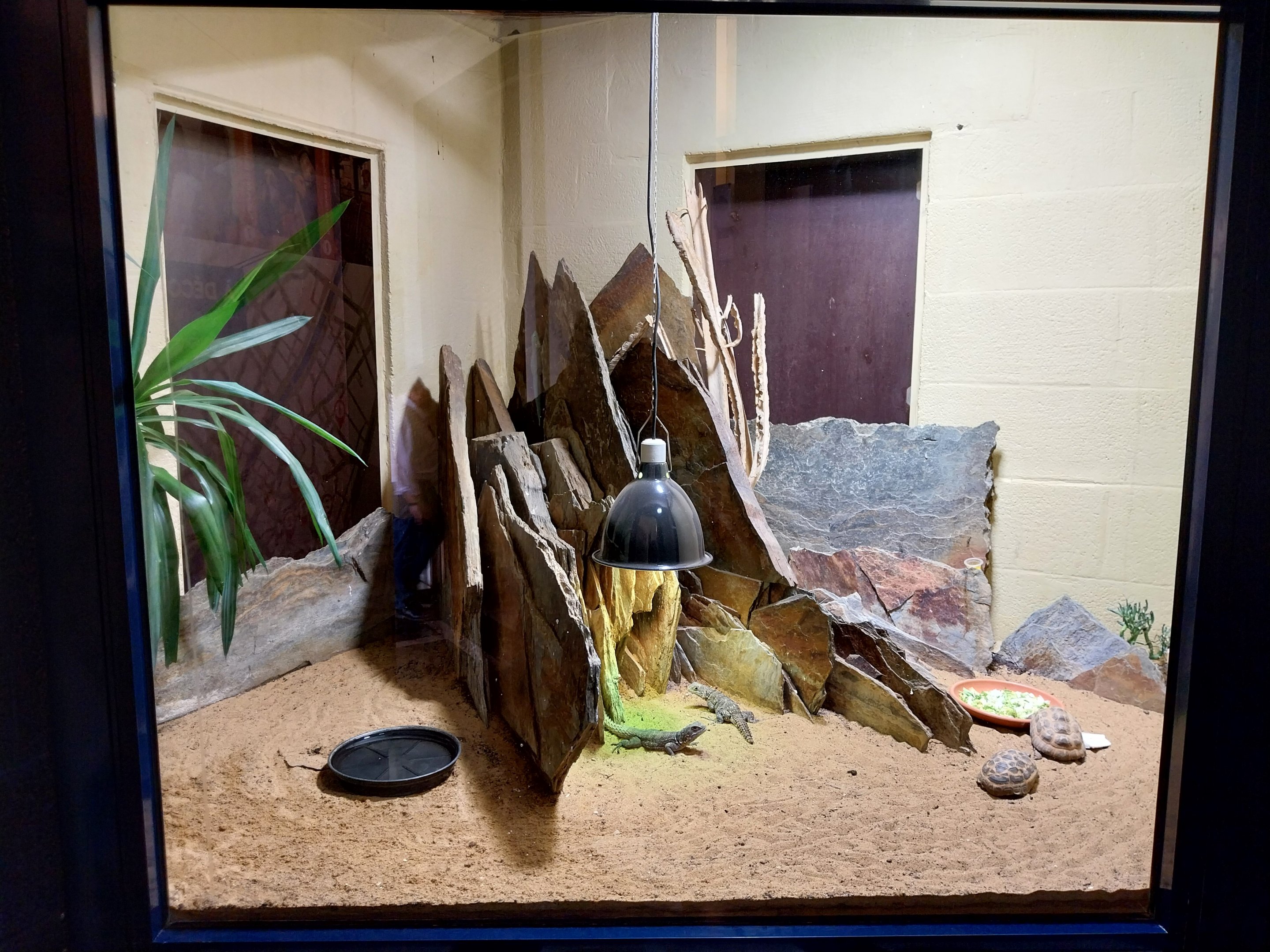 Musée d'histoire naturelle et Vivarium Tournai - Madagascar terrarium