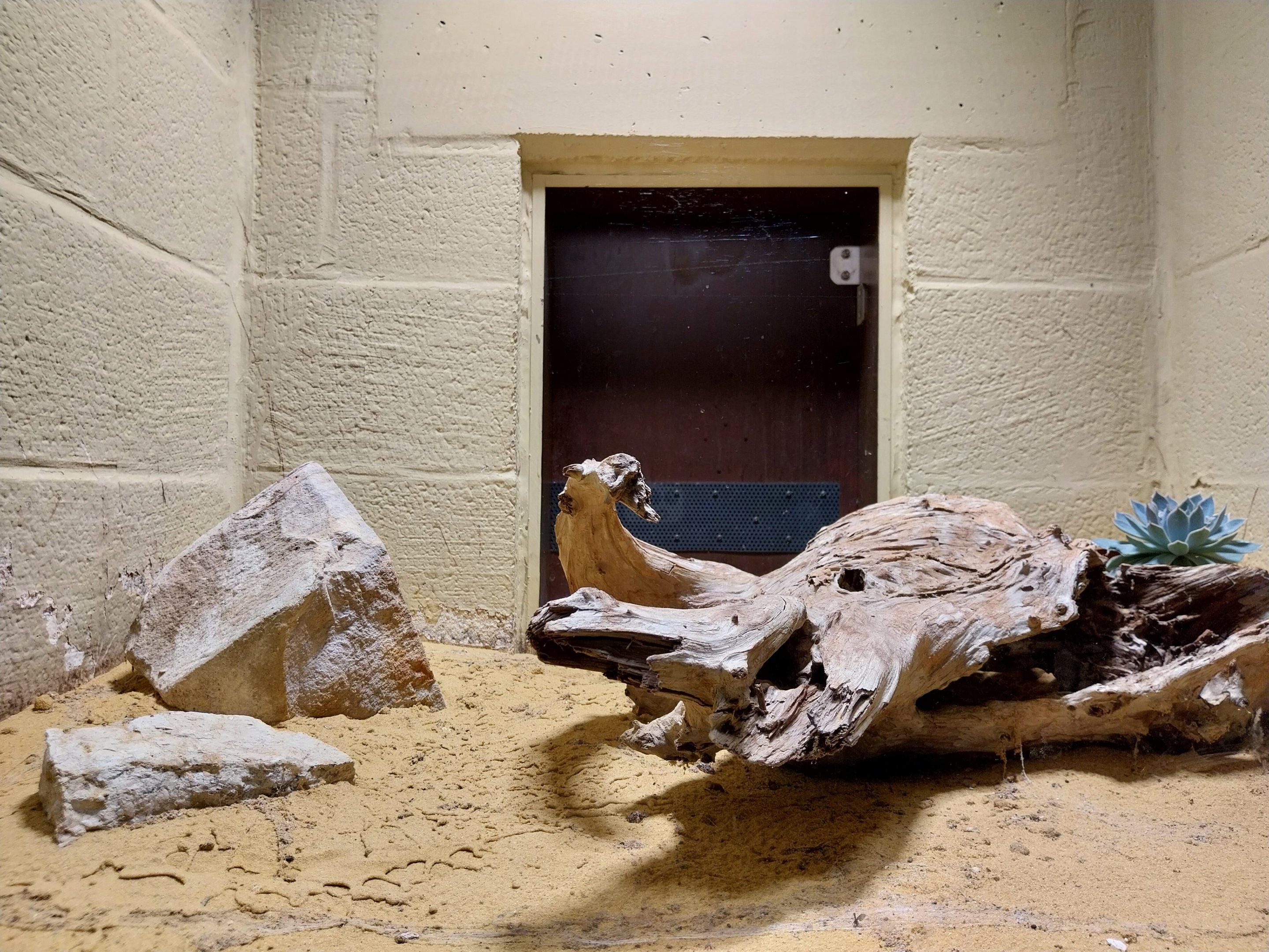 Musée d'histoire naturelle et Vivarium Tournai - Mexican Red-kneed Tarantula (Bachypelma smithi)