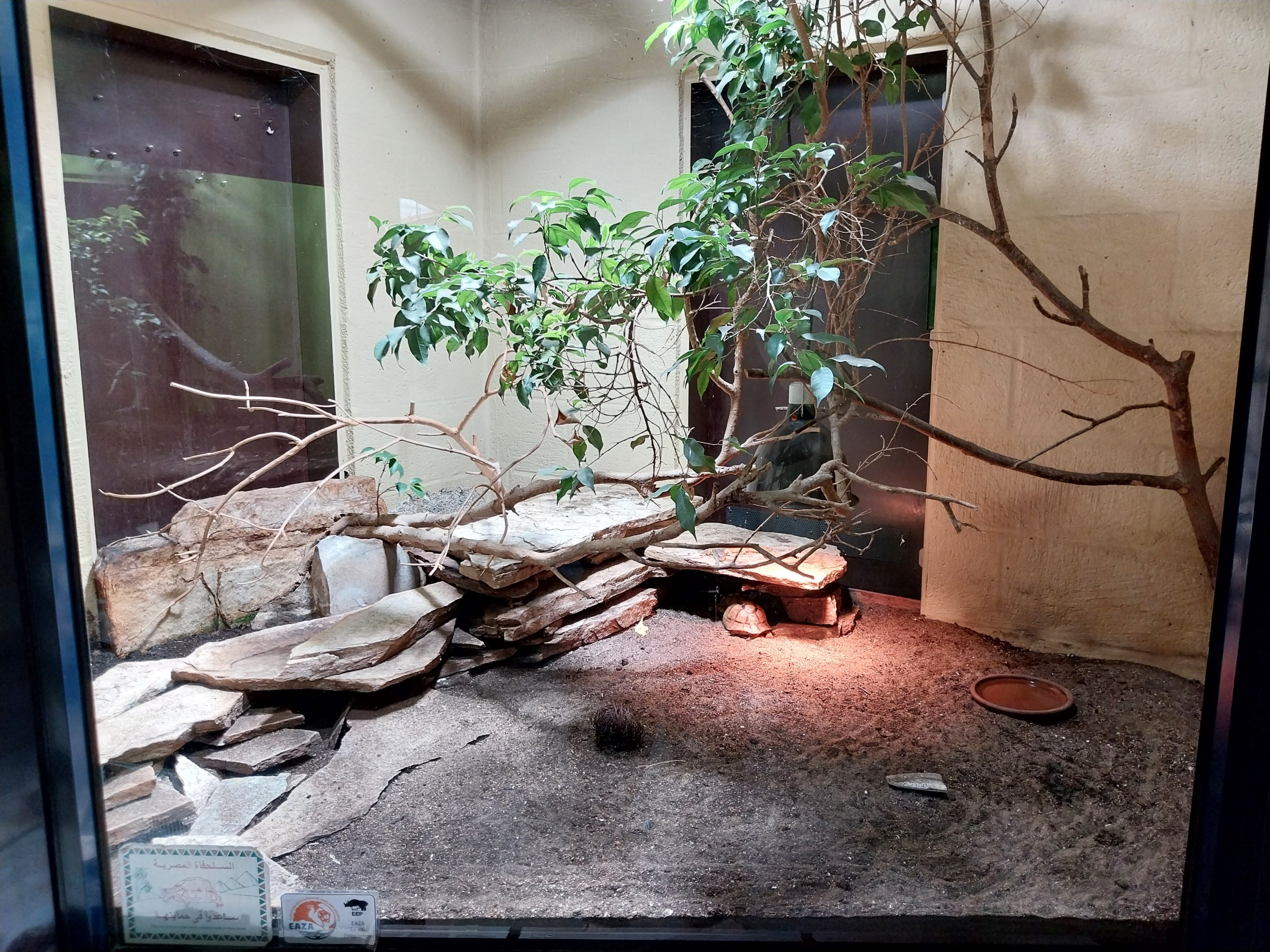 Musée d'histoire naturelle et Vivarium Tournai - North African mastigure (Uromastyx acanthinura)