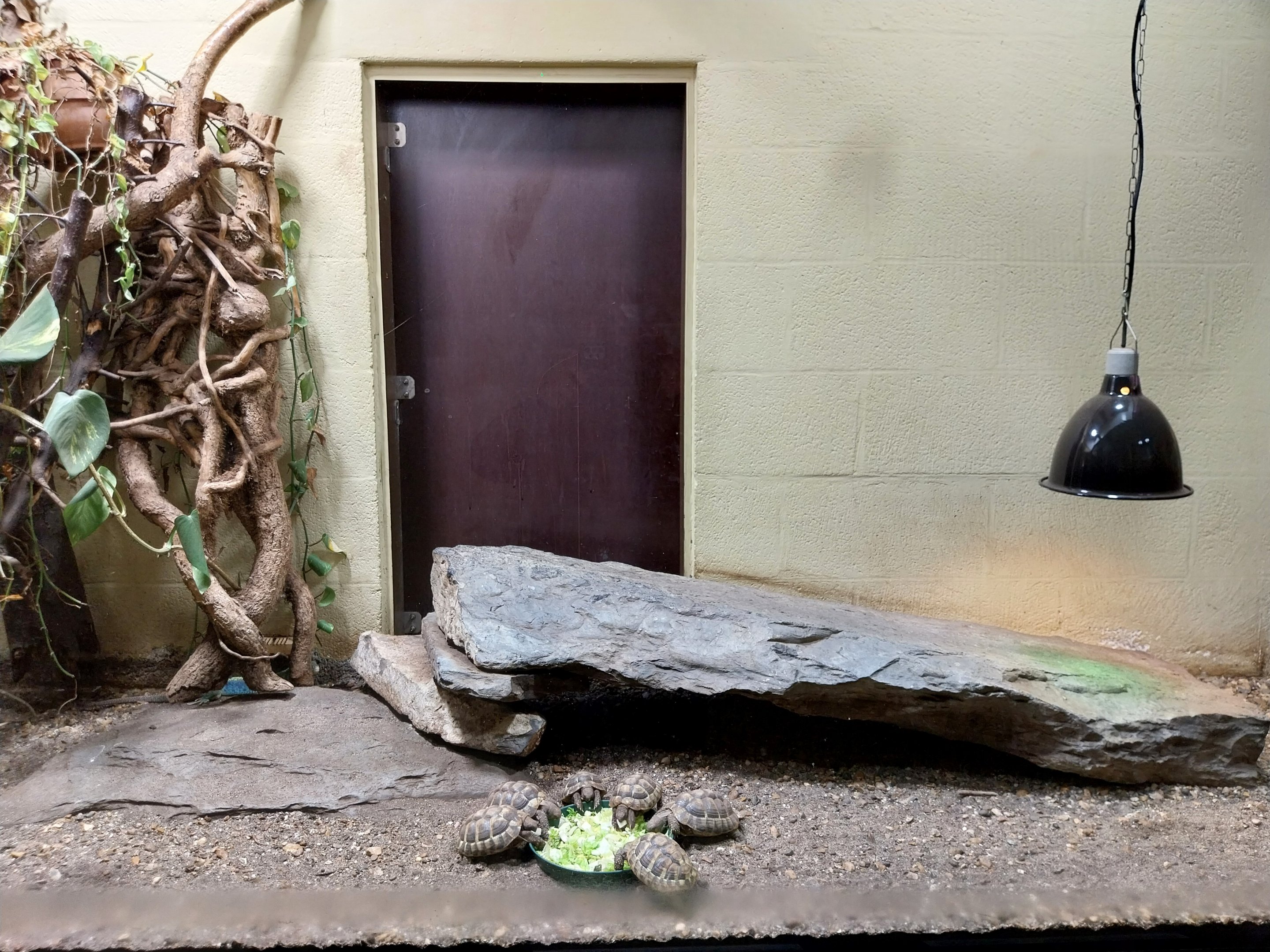 Musée d'histoire naturelle et Vivarium Tournai - Ocellated Lizard (Timon lepidus) and Hermann's Tortoise (Testudo hermanni)
