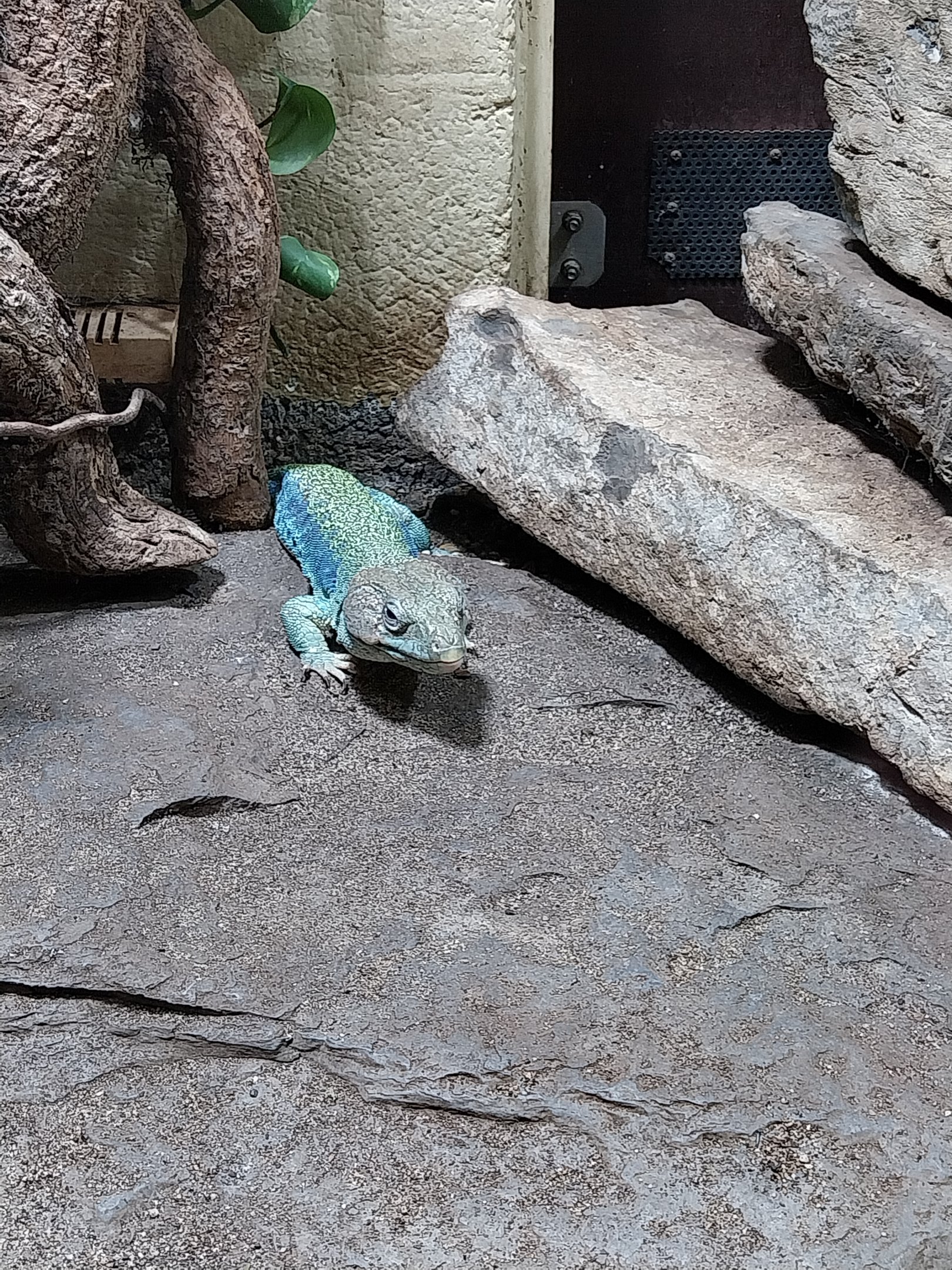 Musée d'histoire naturelle et Vivarium Tournai - Ocellated Lizard (Timon lepidus)