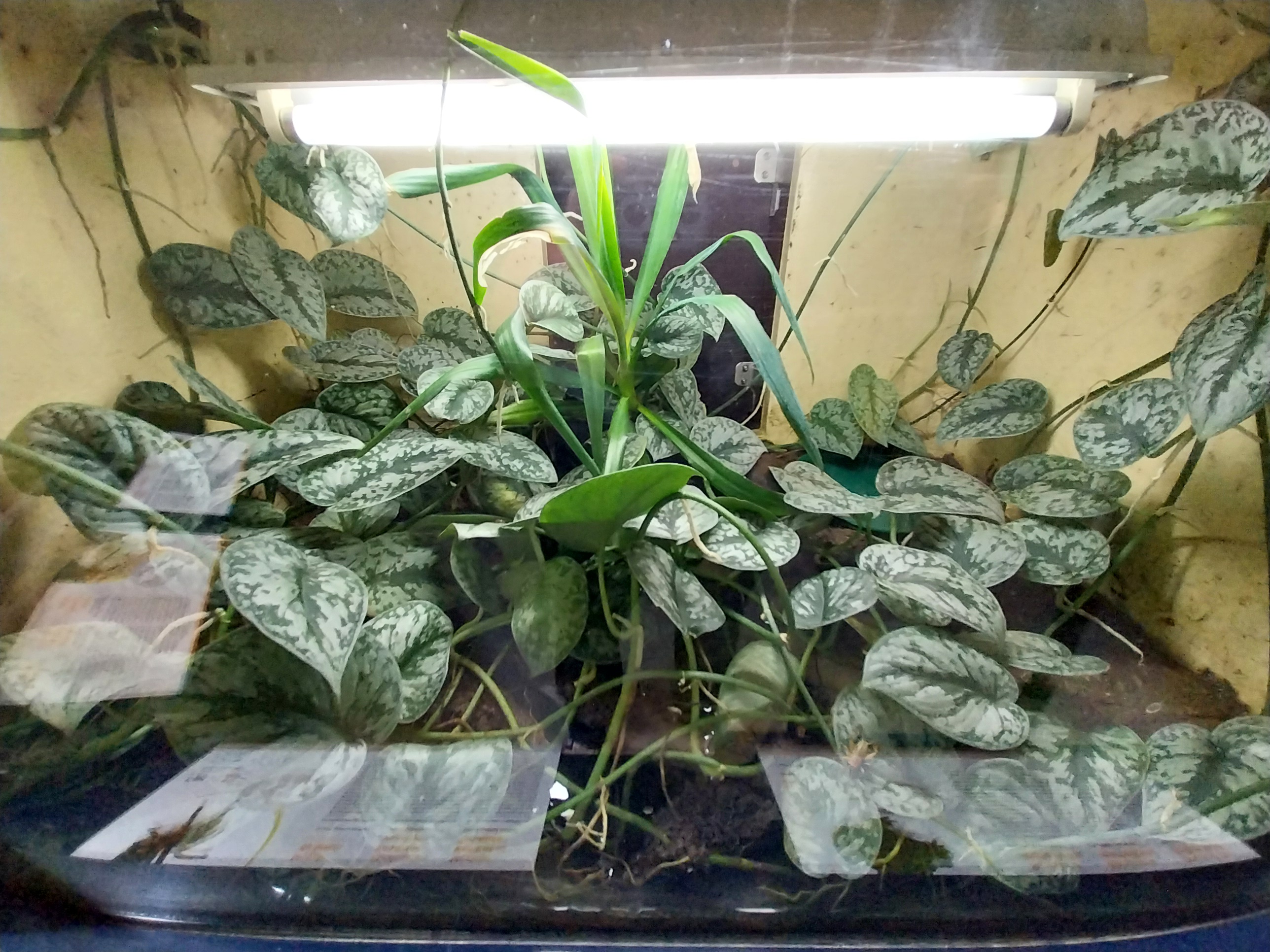 Musée d'histoire naturelle et Vivarium Tournai - Oriental Fire-bellied Toad (Bombina orientalis)