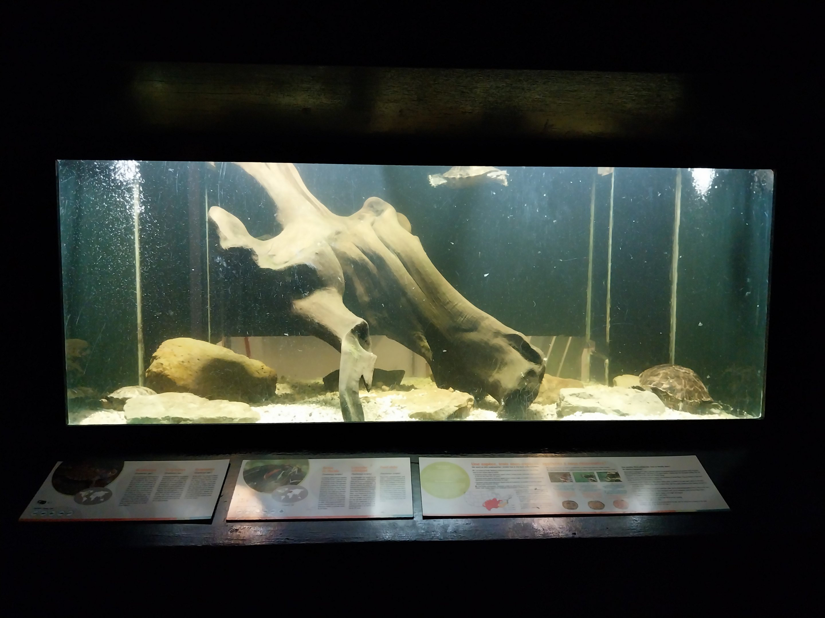 Musée d'histoire naturelle et Vivarium Tournai - Pondslider (Trachemys scripta) and False Map Turtle (Graptemys pseudogeographica)