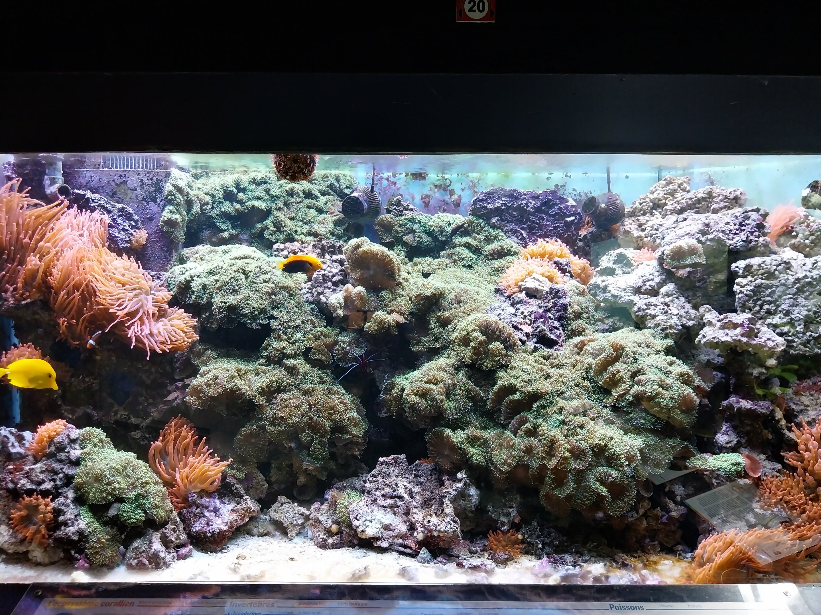 Musée d'histoire naturelle et Vivarium Tournai - Reef aquarium