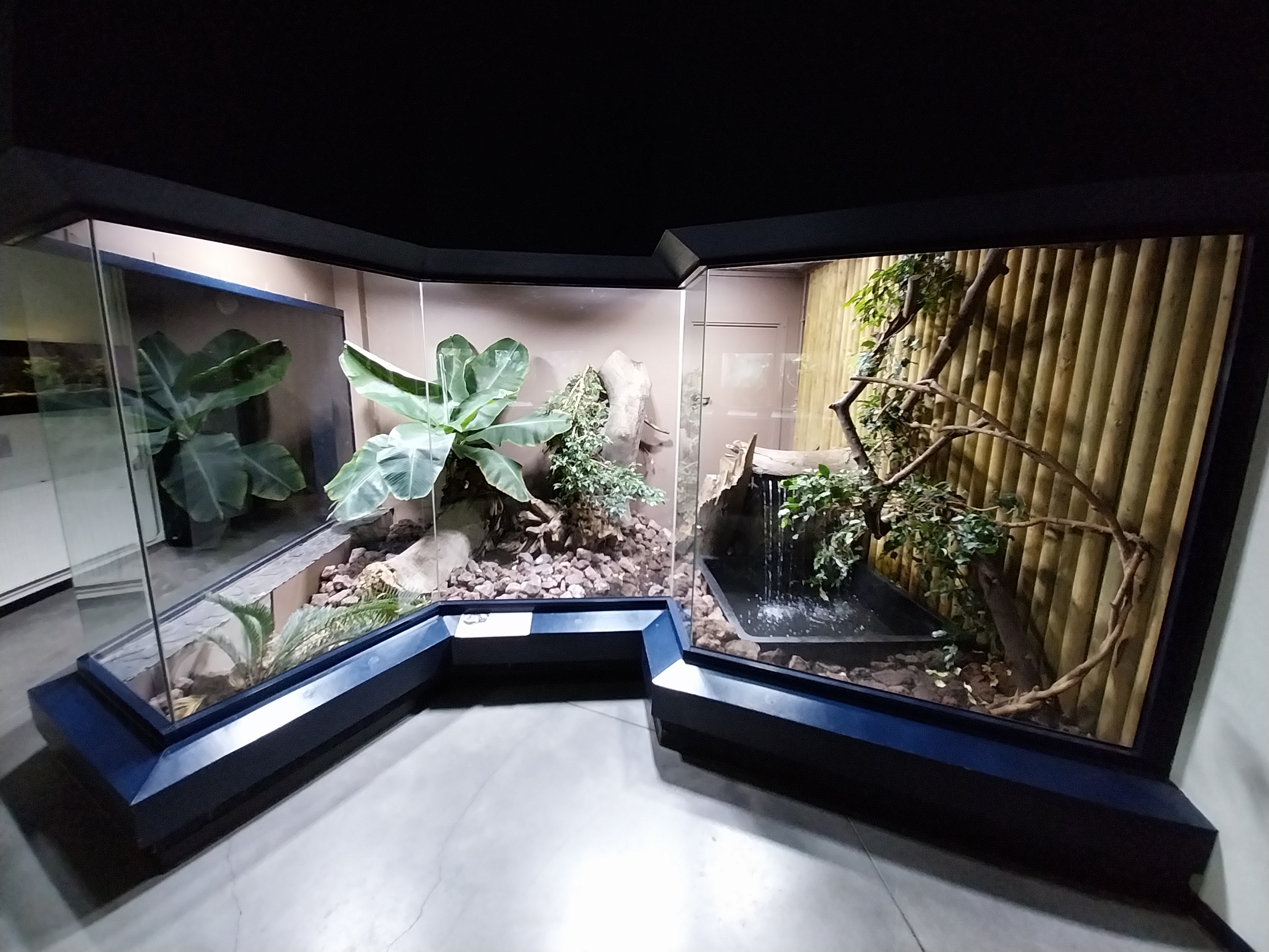 Musée d'histoire naturelle et Vivarium Tournai - Reticulated Python (Malayopython reticulatus)