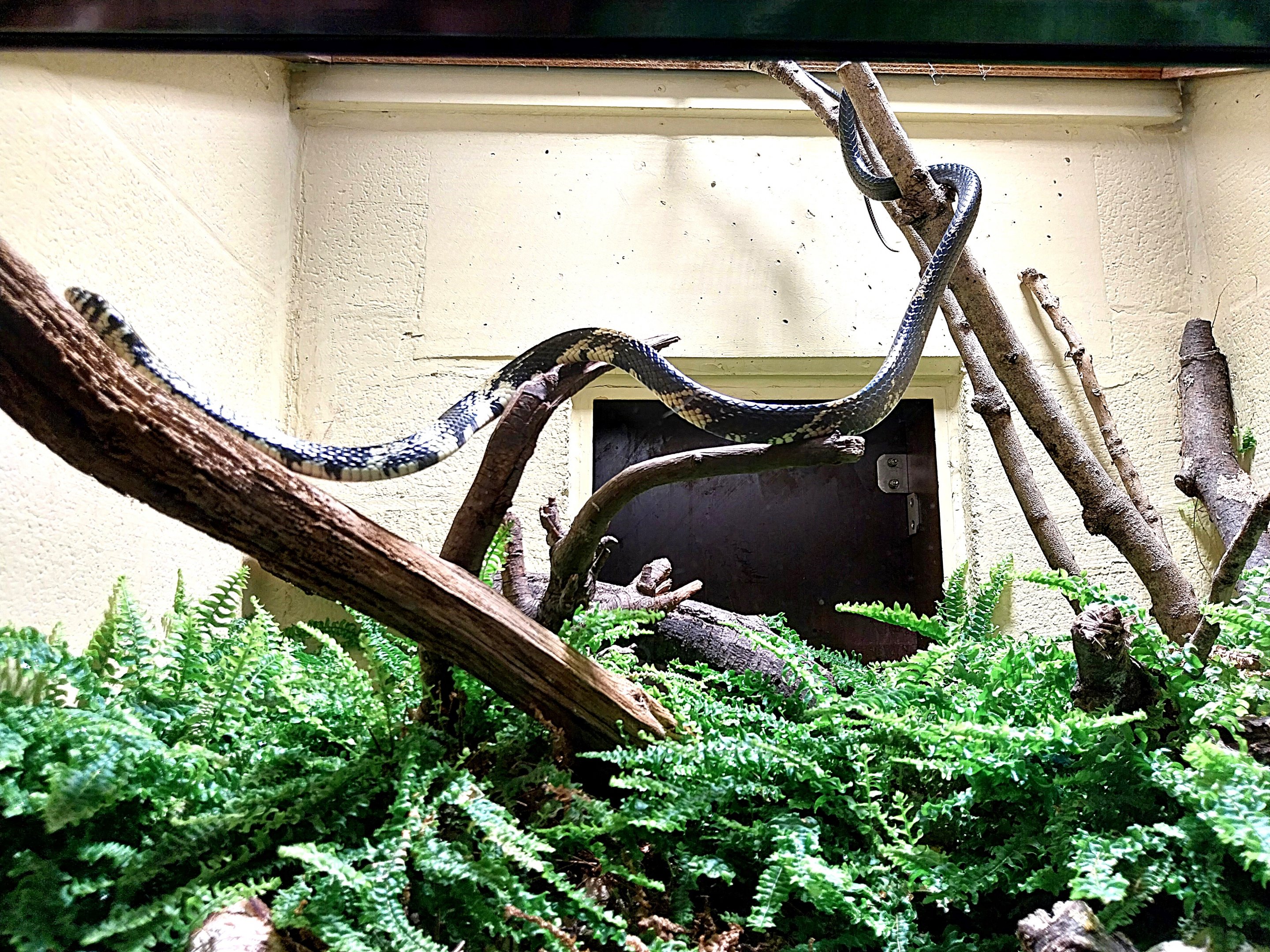Musée d'histoire naturelle et Vivarium Tournai - Tiger Ratsnake (Spilotes pullatus)