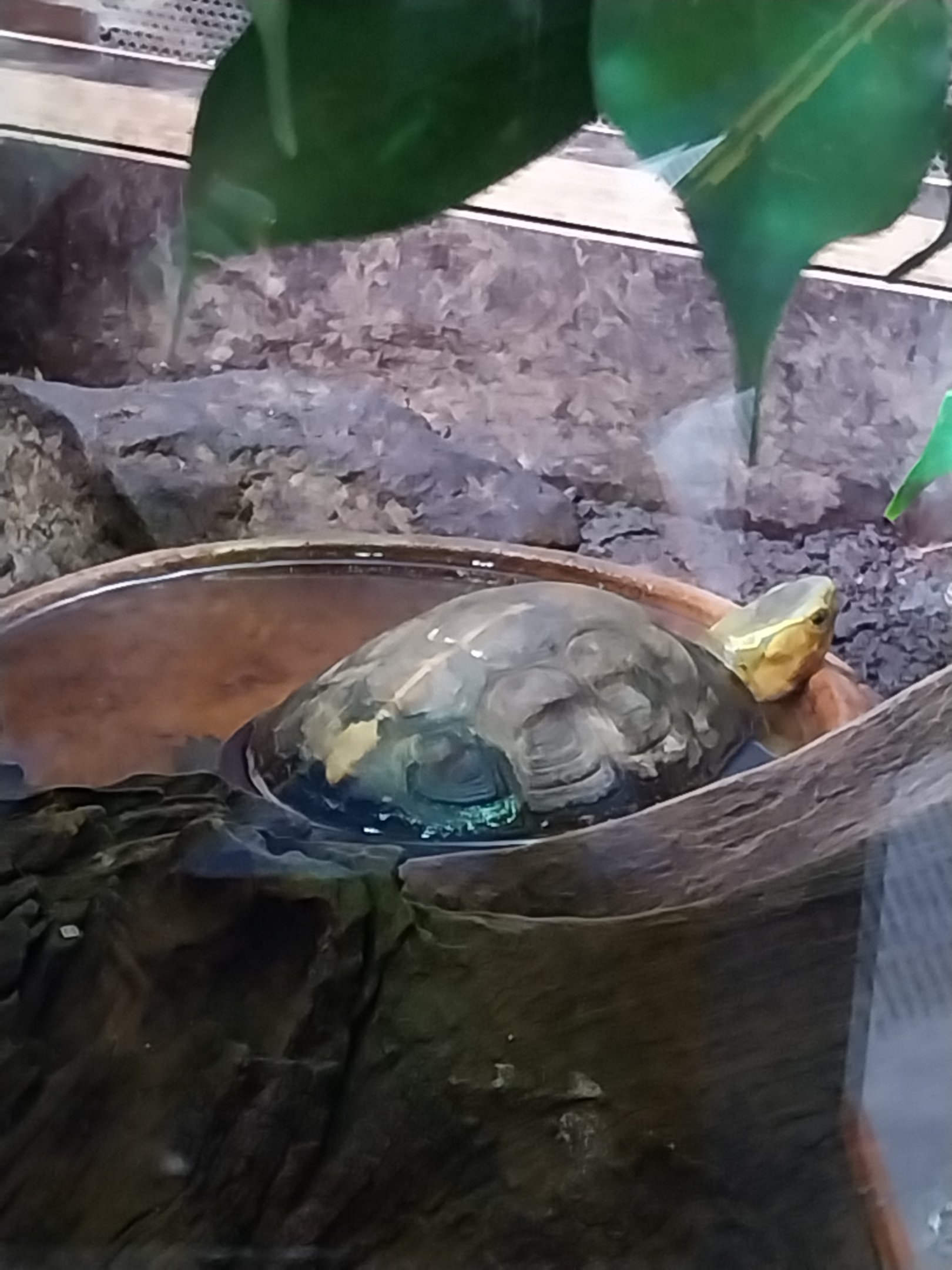 Musée d'histoire naturelle et Vivarium Tournai - Turtle species ???