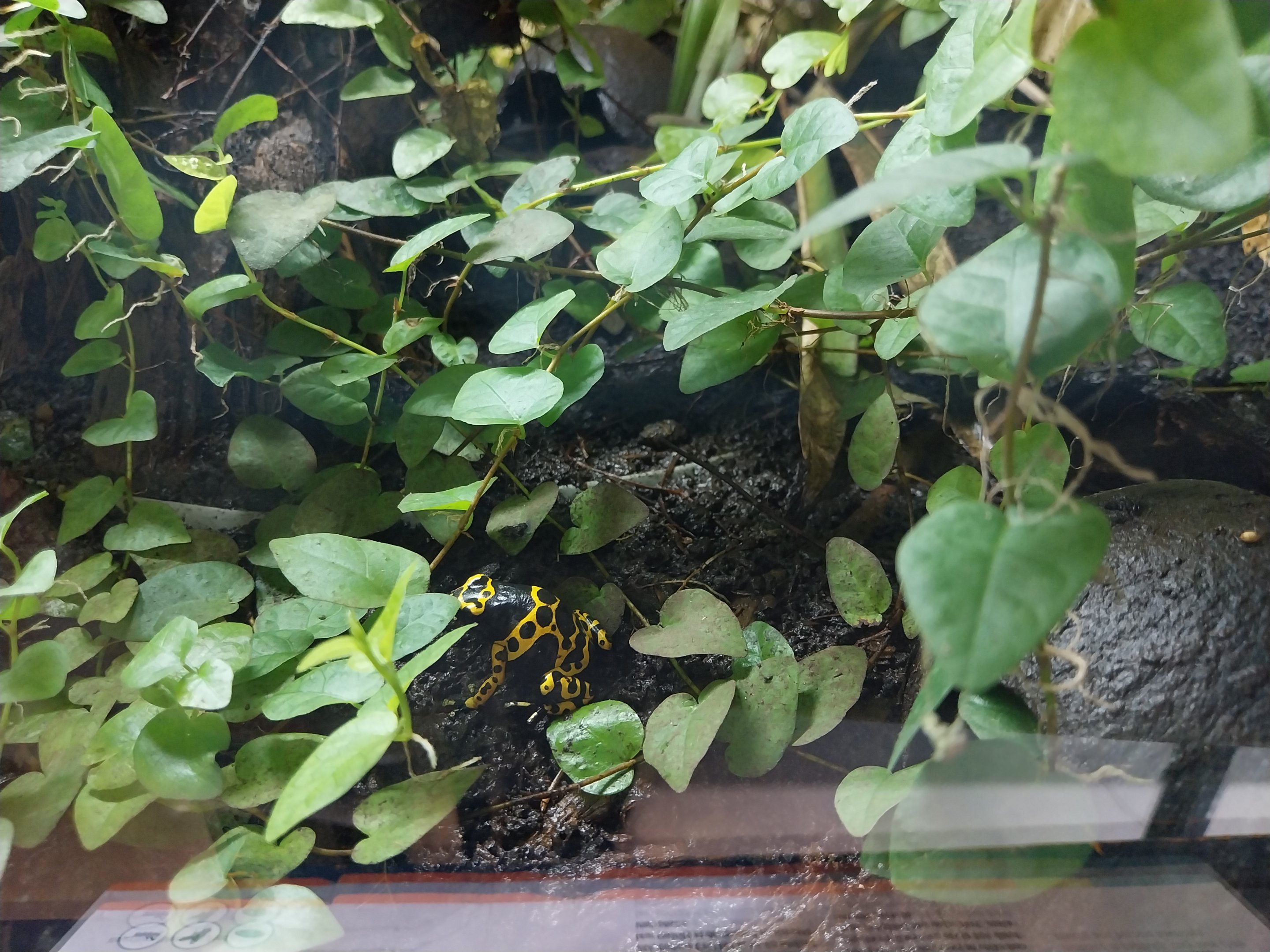 Musée d'histoire naturelle et Vivarium Tournai - Yellow-banded Poison Dart Frog (Dendrobates leucomelas)
