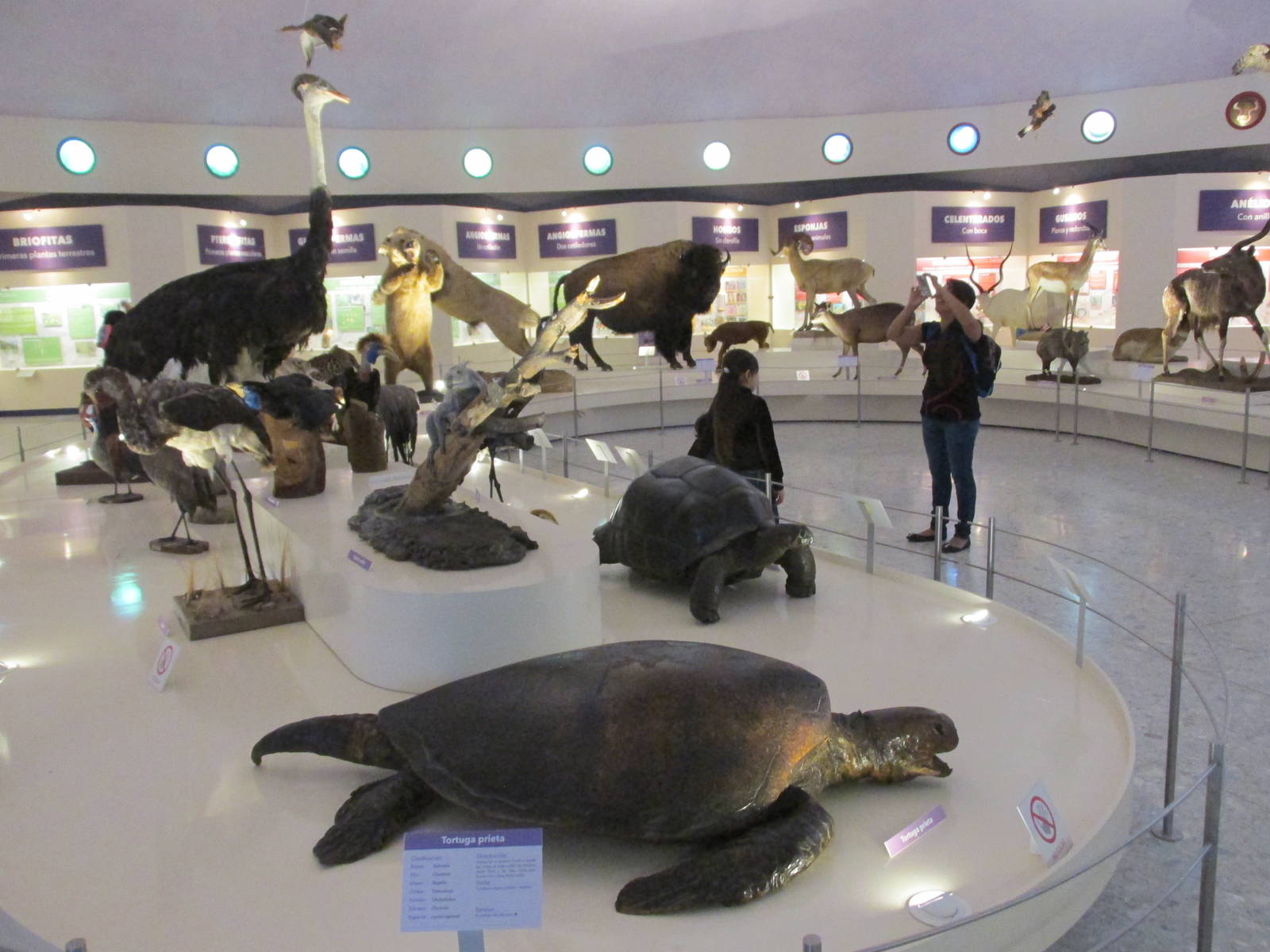 museo de historia natural mexico city with black sea turtle chelonia agassi