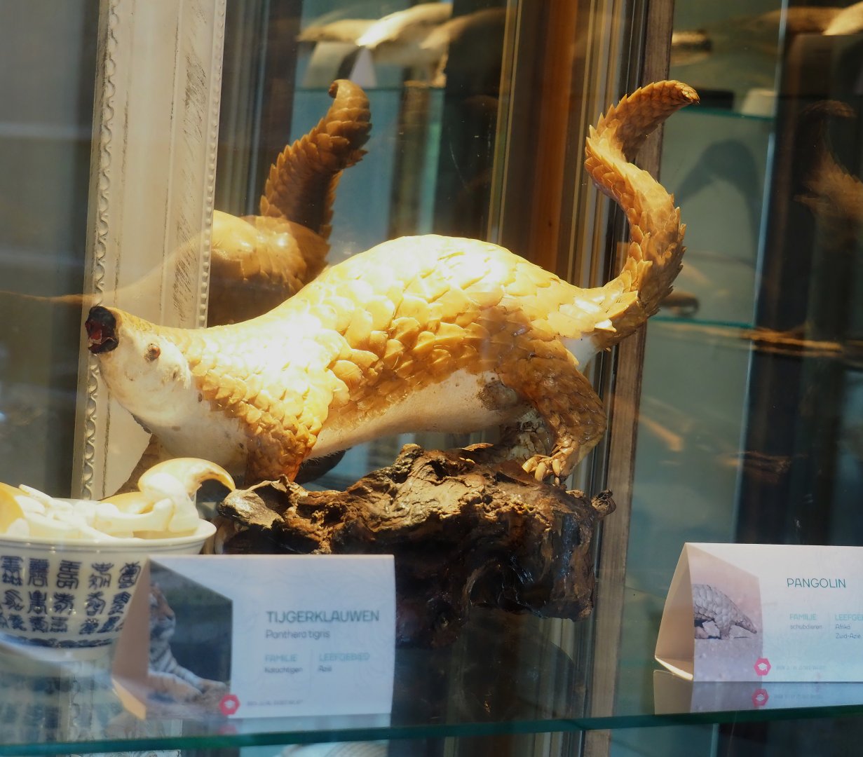 Museum - African white-bellied tree pangolin taxidermy, 2023-08-17