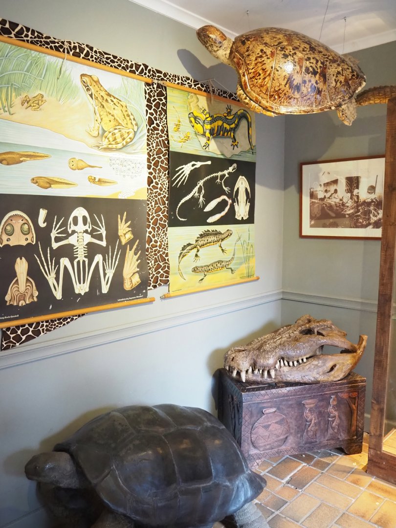 Museum - Amphibian anatomy school charts, Giant tortoise and sea turtle taxidermy and crocodile skull, 2023-08-17