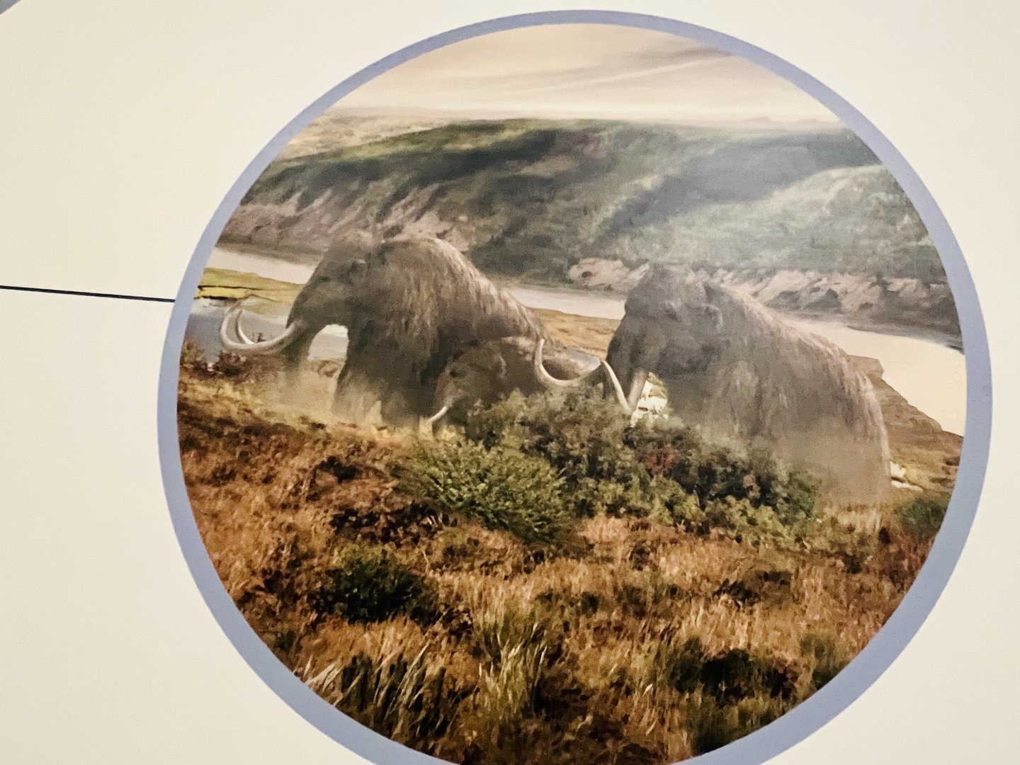 Museum Art (or illustration) of Mammoths