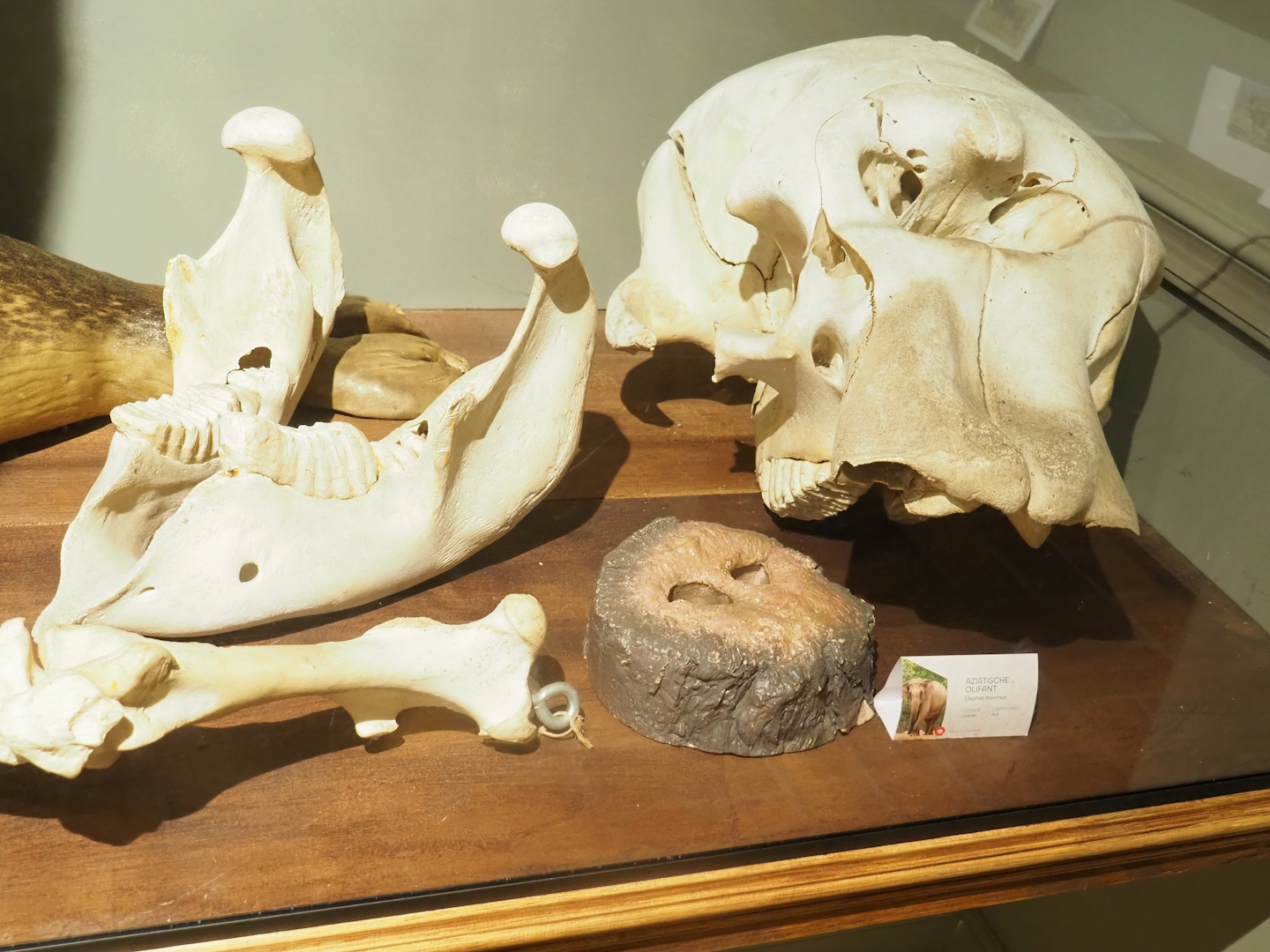 Museum - Asian elephant jaw and skull, and replica of trunk cross-section, 2023-08-17