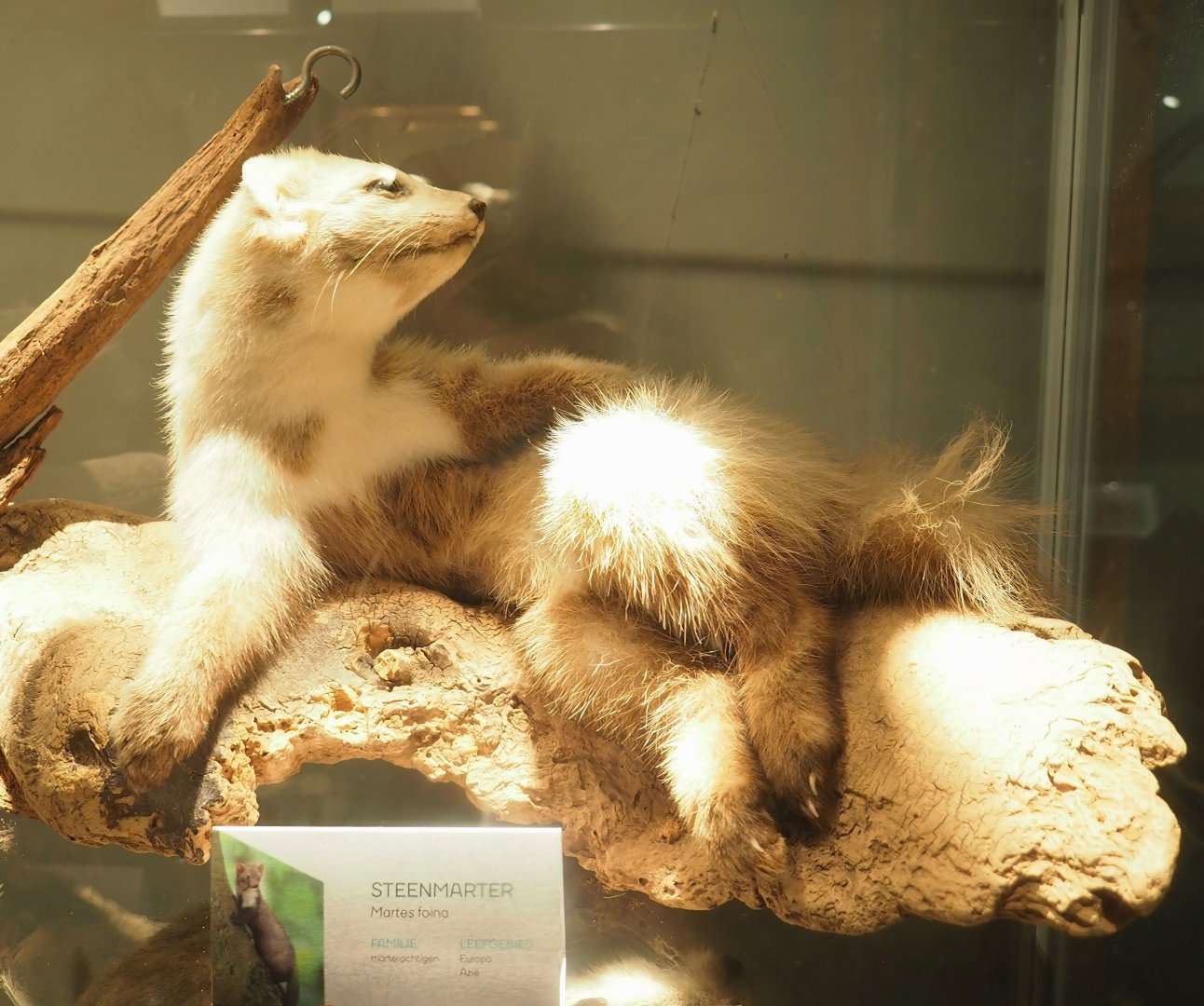 Museum - Beech marten taxidermy, 2023-08-17