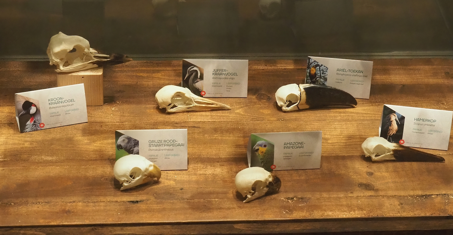 Museum - Bird skulls, 2023-08-17