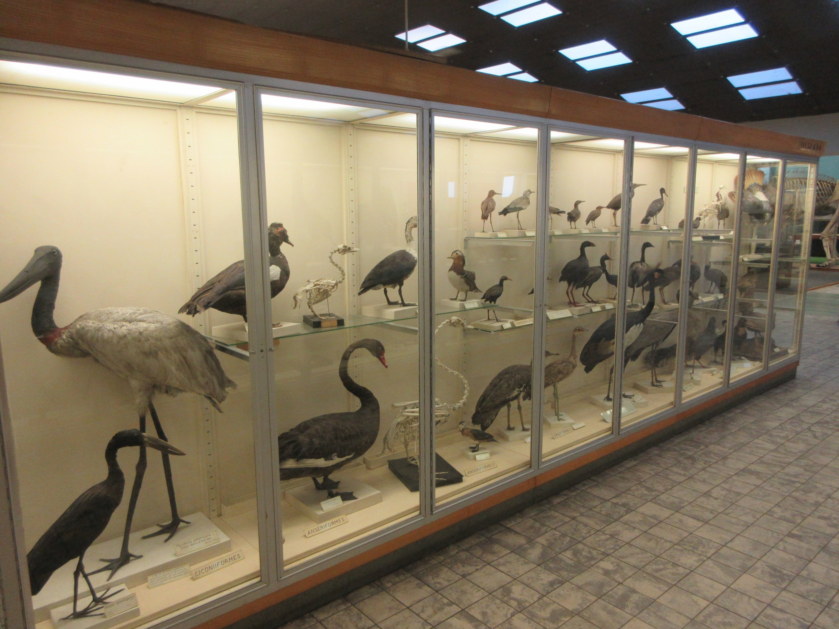 Museum - Birds