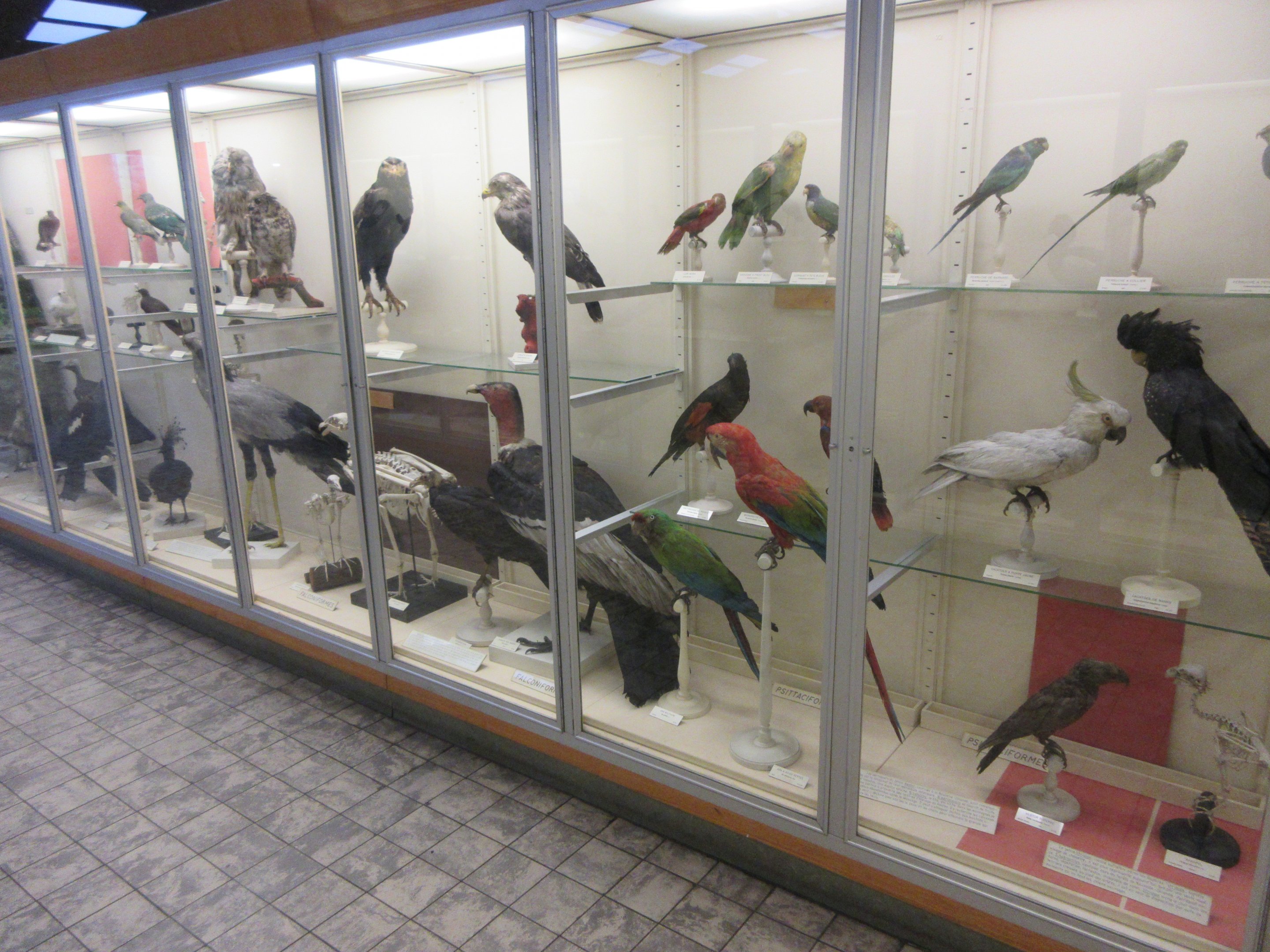 Museum - Birds