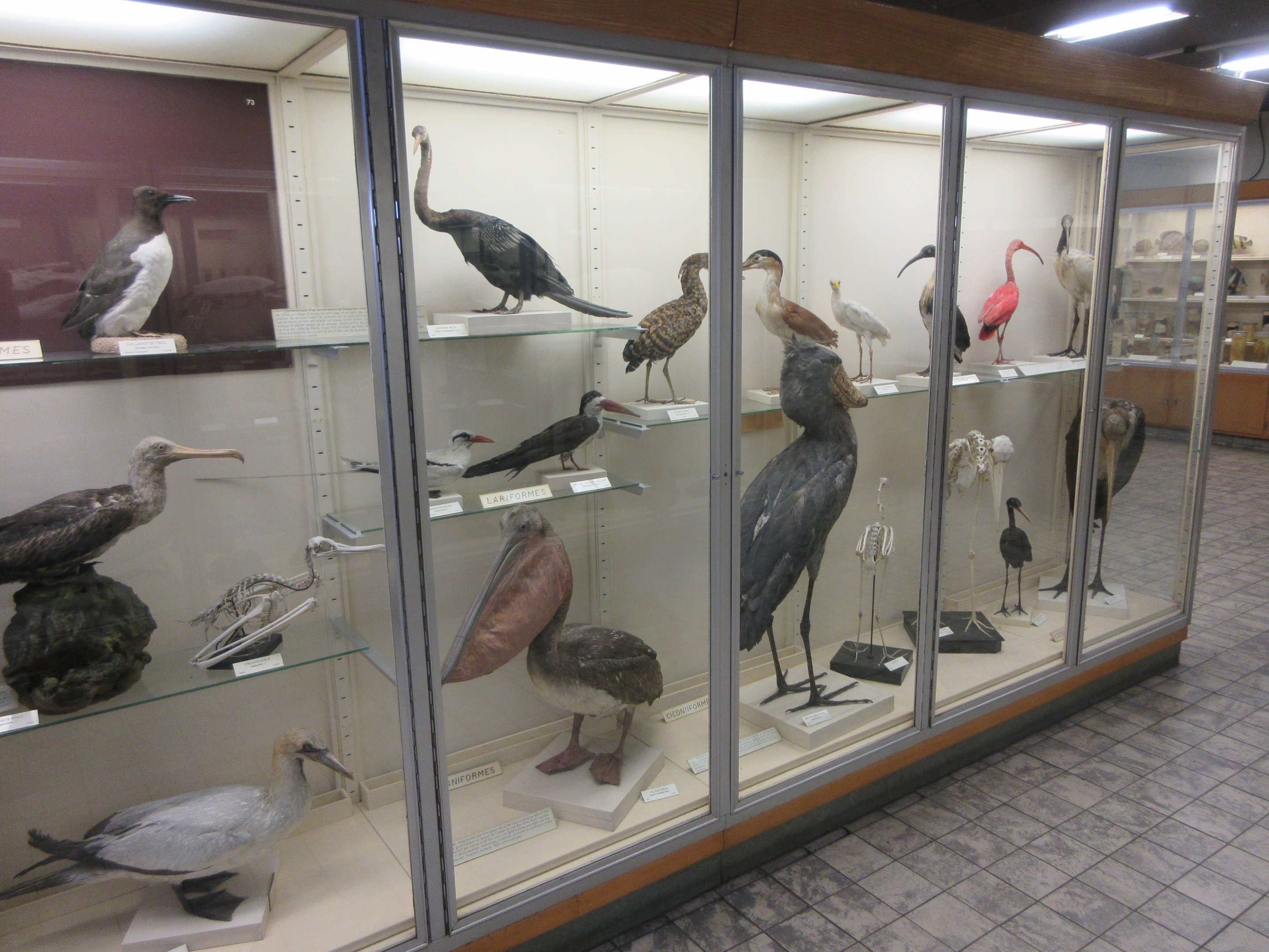 Museum - Birds