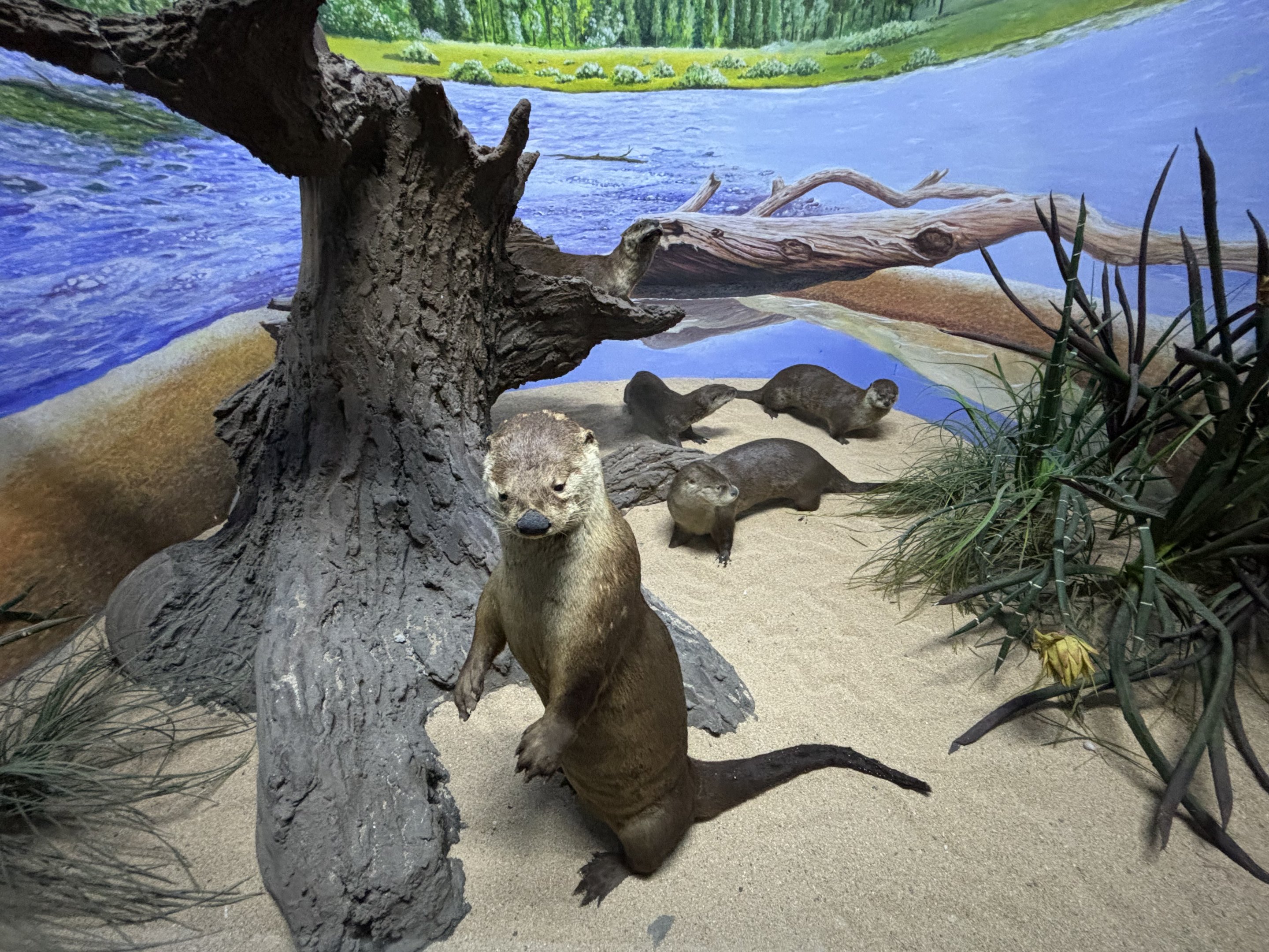 Museum - 'Canadian' River Otters