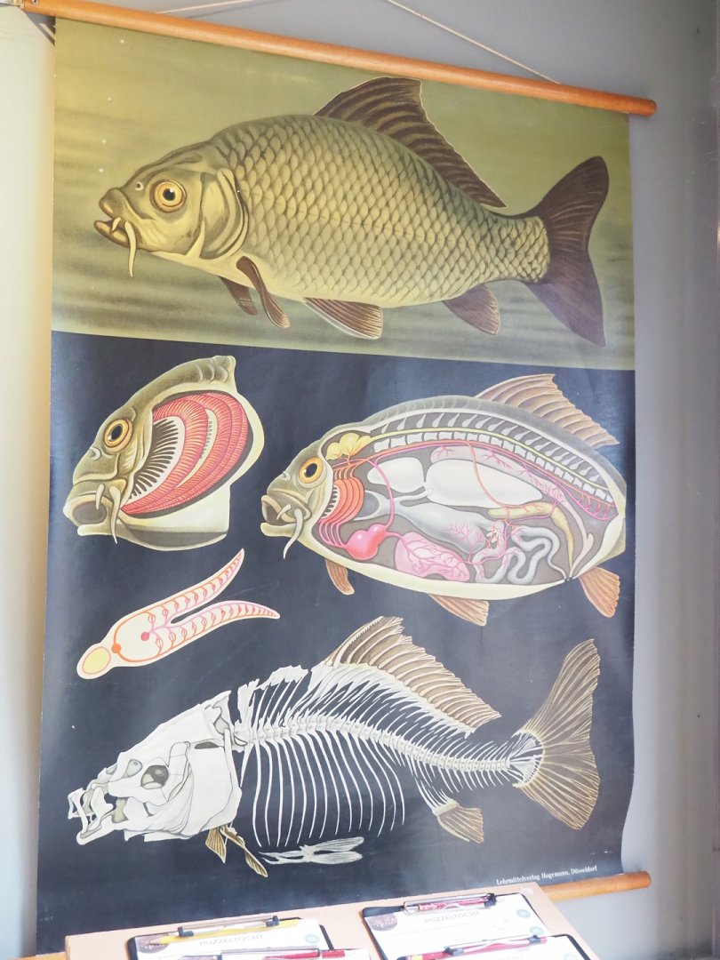 Museum - Carp anatomy school chart, 2023-08-17