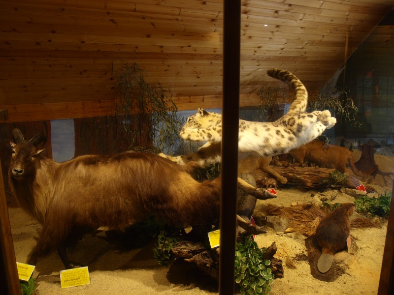 Museum Casa Panthera - Tahr and snow leopard (April 19th, 2015)
