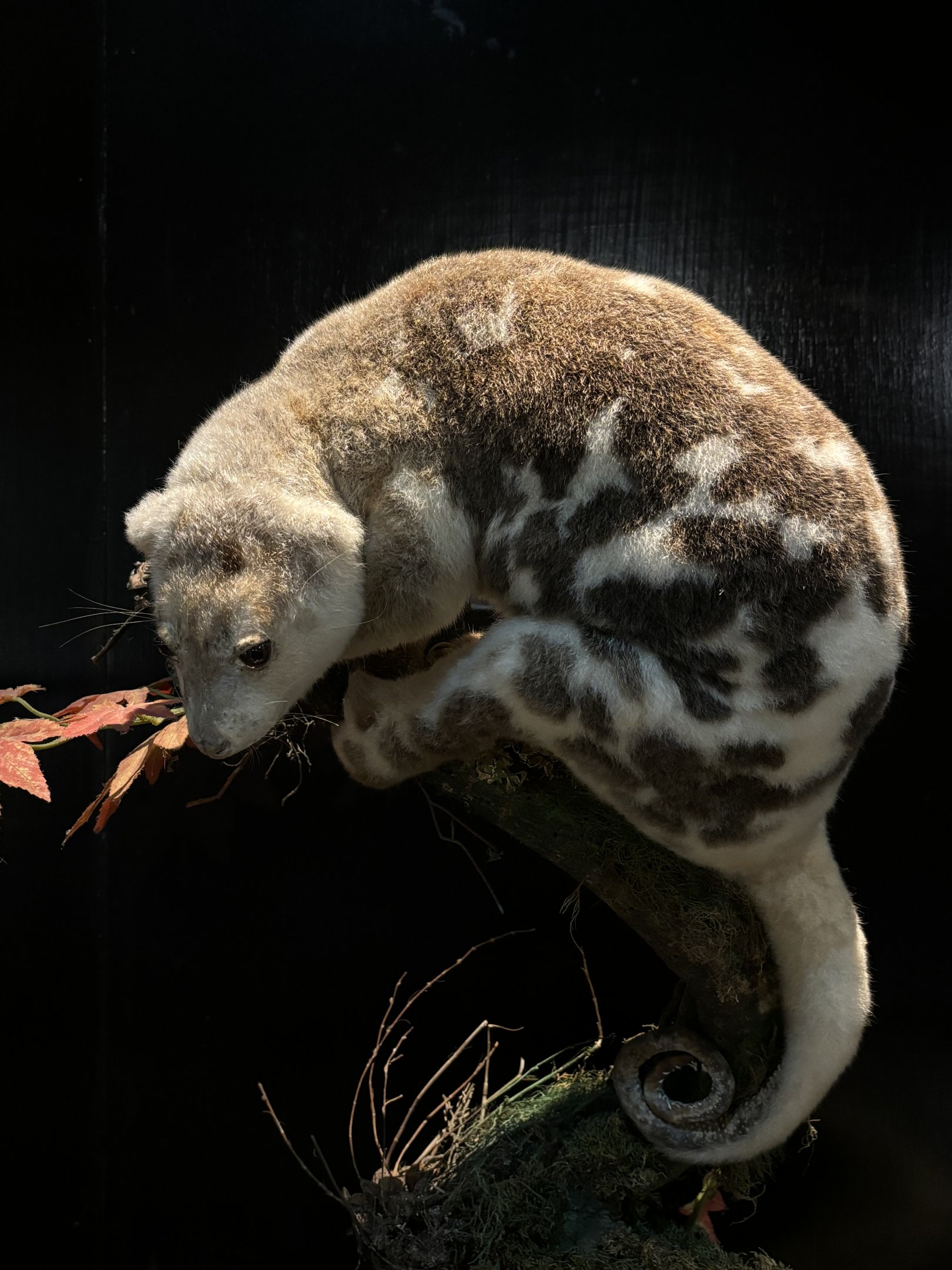 Museum - Common Spotted Cuscus