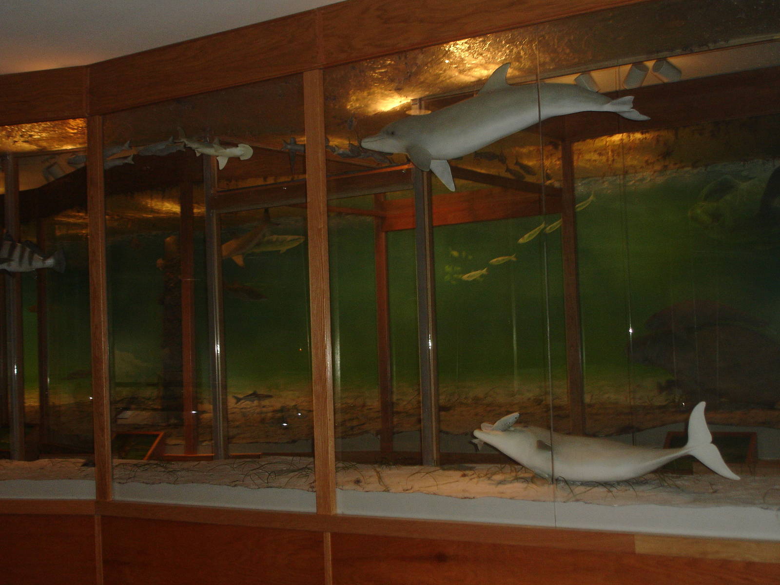 Museum diorama - dolphins/ under sea