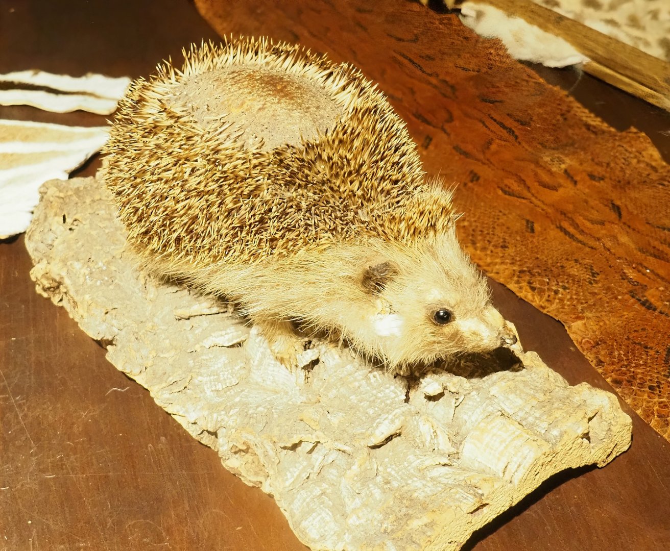 Museum - European hedgehog taxidermy, 2023-08-17
