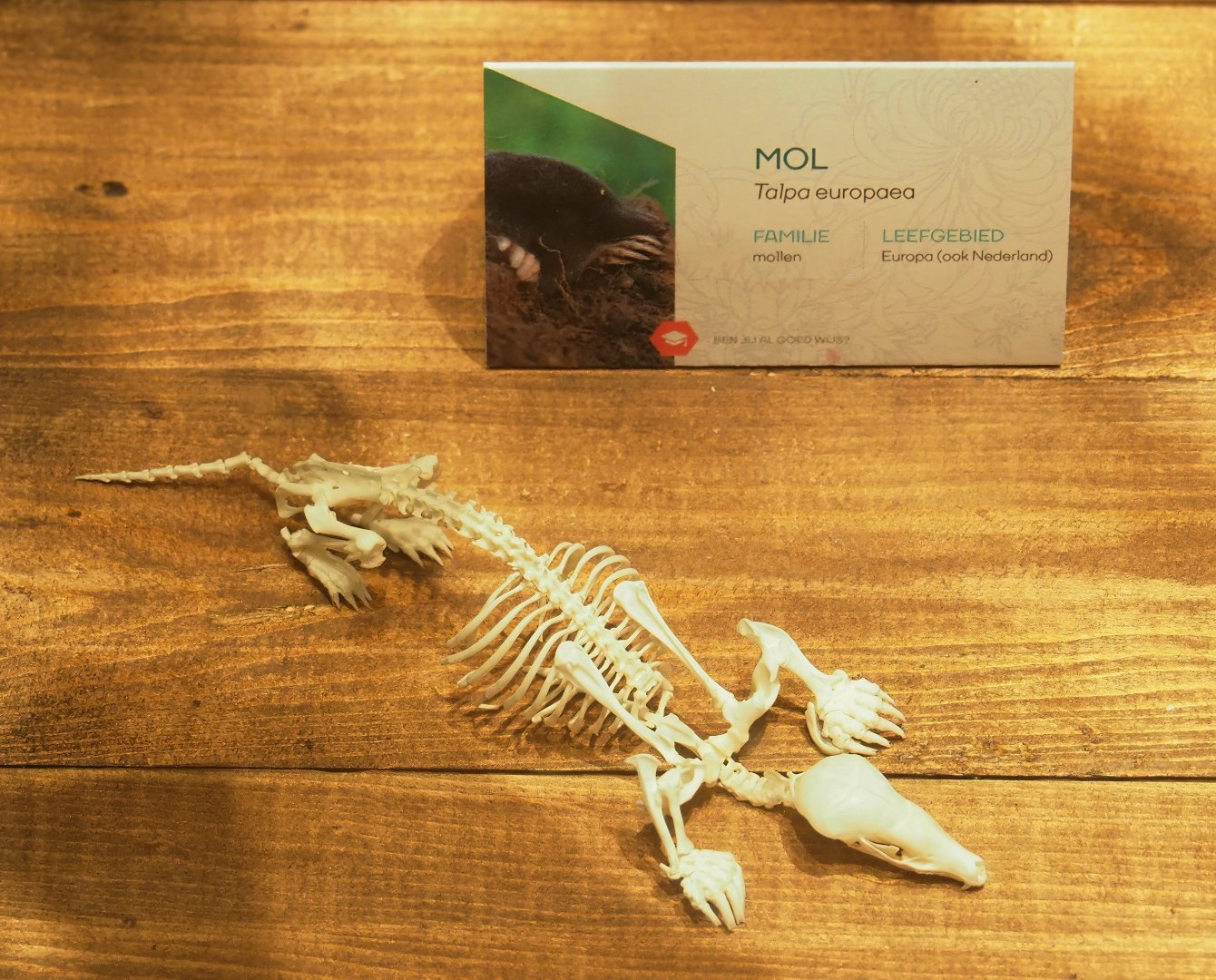 Museum - European mole skull, 2023-08-17